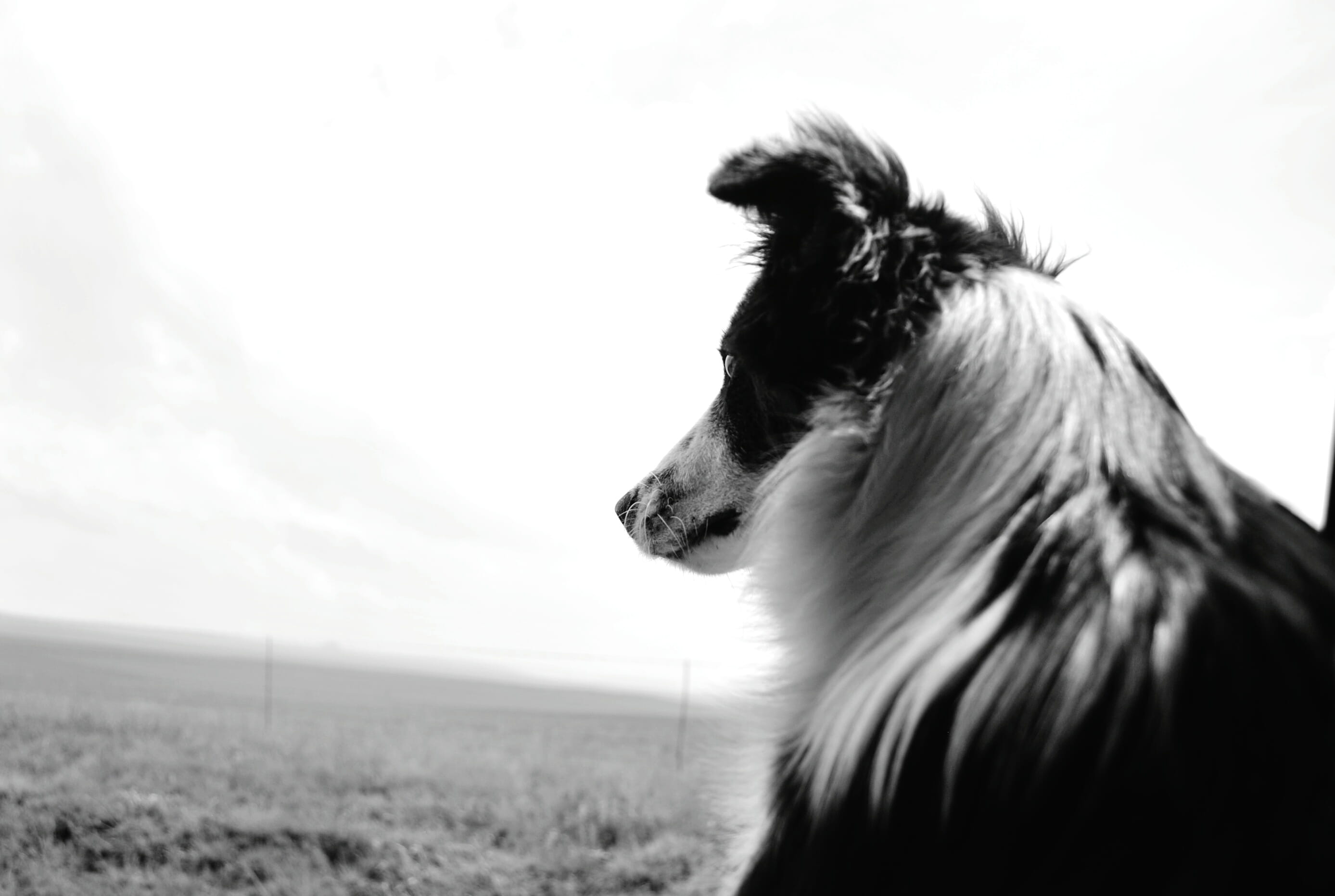 animal head, looking away, animal body part, afghan hound, vertebrate, papillon, no people, one animal, border collie, animal, pet, black and white, animal hair, HD Wallpaper
