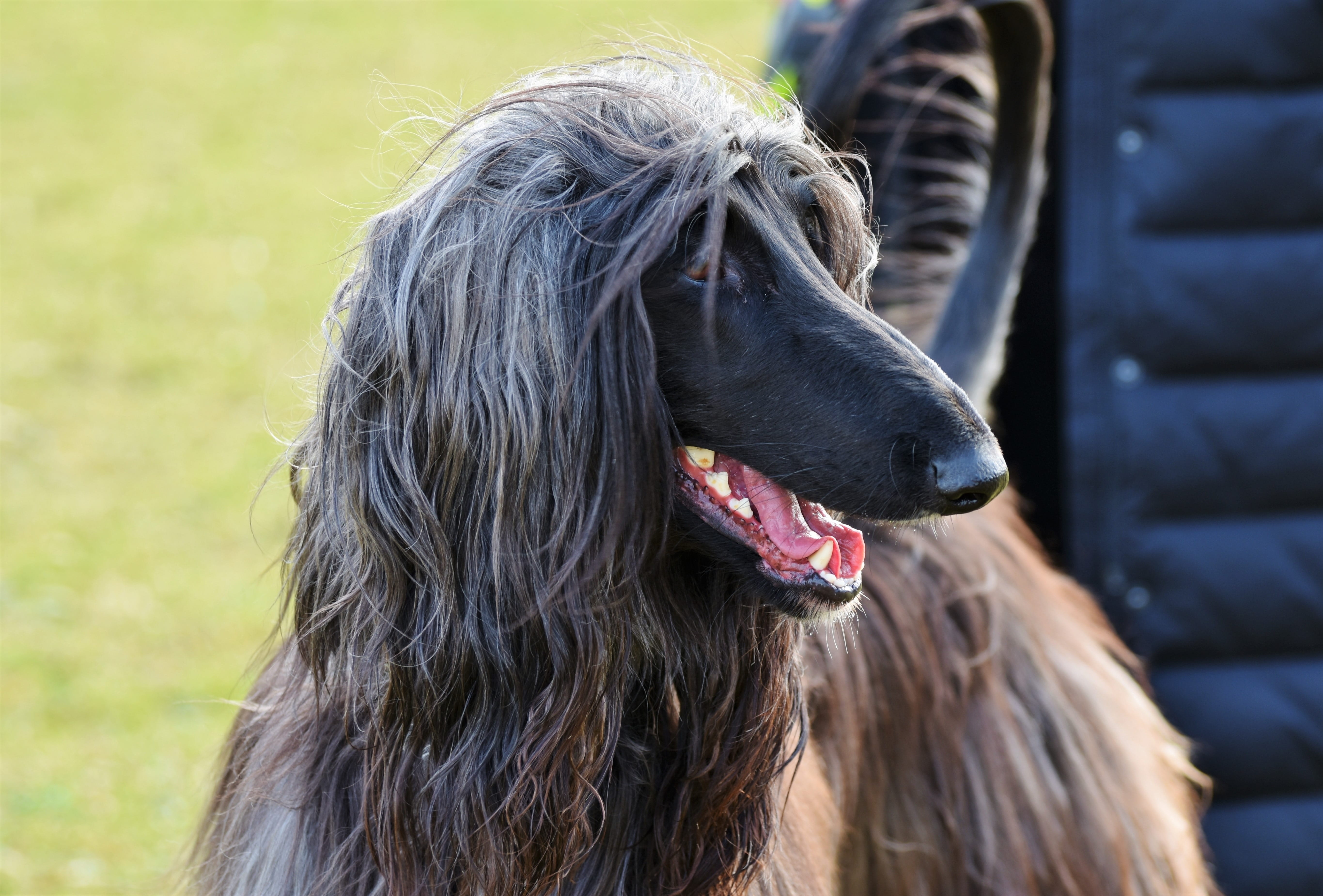 animal body part, pets, dog, cute, bite, animal mouth, one animal, tooth, animal, 5K, hair, greyhound, looking away, pet, domestic, outdoors, canine, teeth, HD Wallpaper