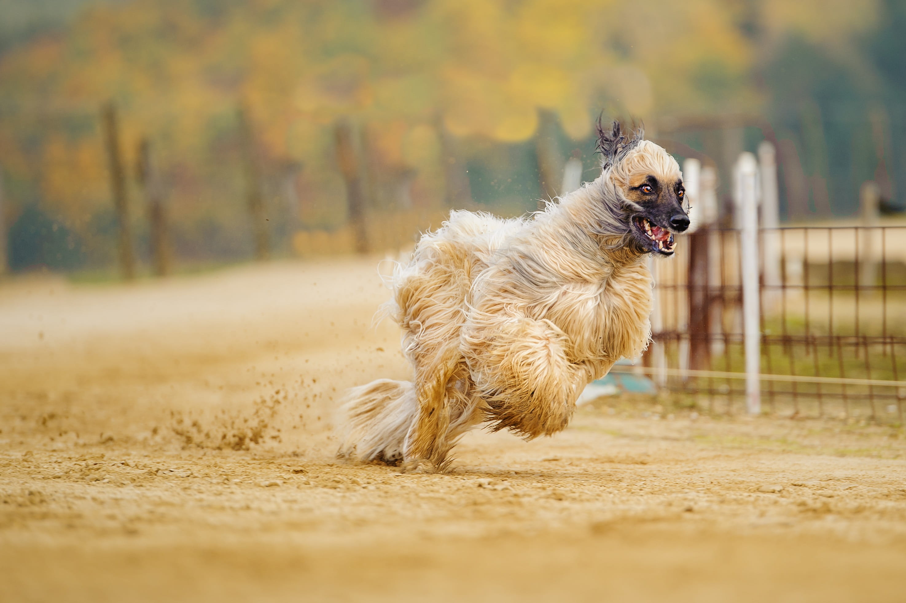 land, purebred dog, run, people, sand, animal, movement, pets, one animal, spout, animal themes, coated, fun, shih tzu, Fur, long, race track, brown, running, HD Wallpaper
