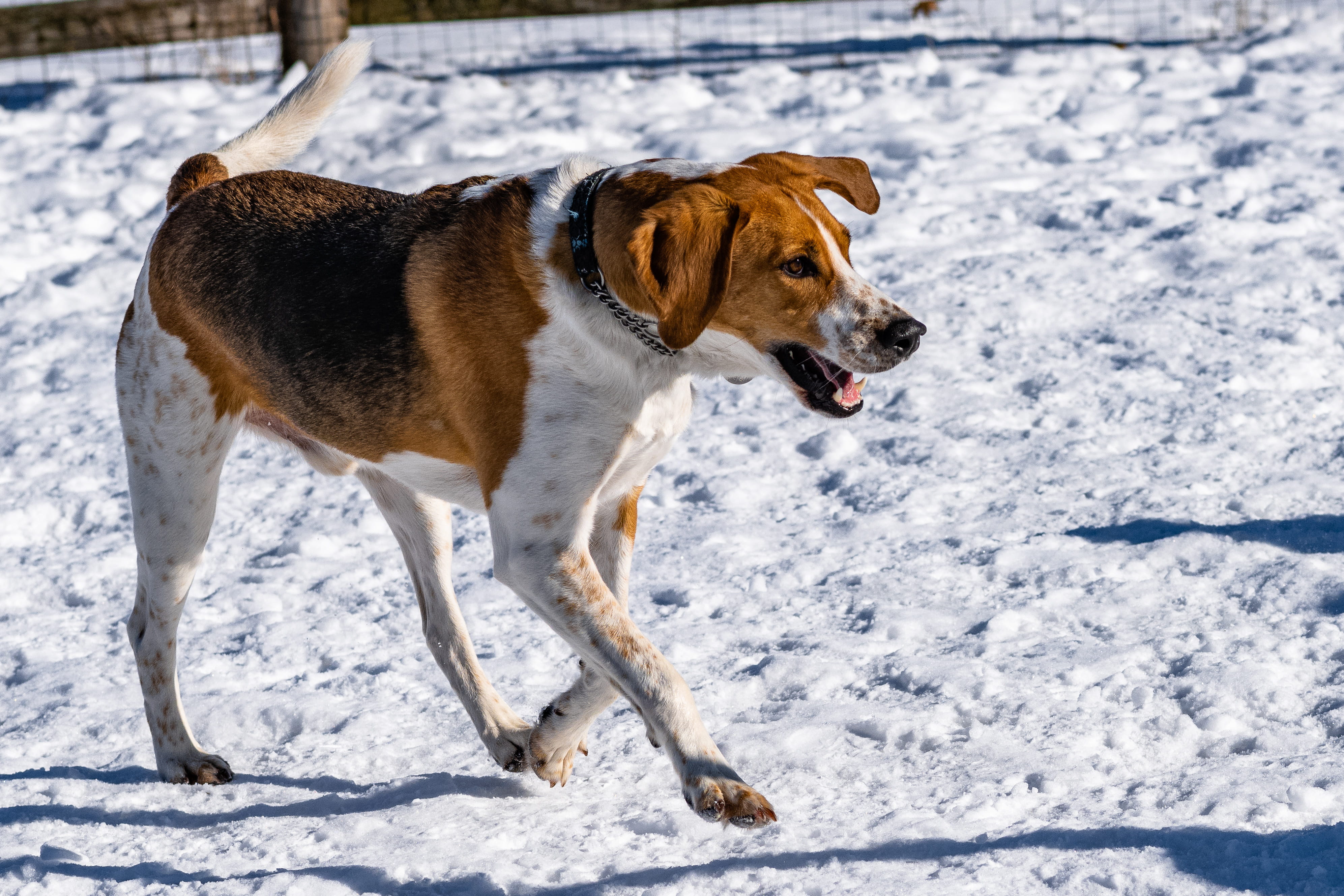 bull, domestic animals, animal, no people, canine, afghan hound, pets, winter, one animal, 4K, pet, cold temperature, dog, day, outdoors, land, blizzard, HD Wallpaper