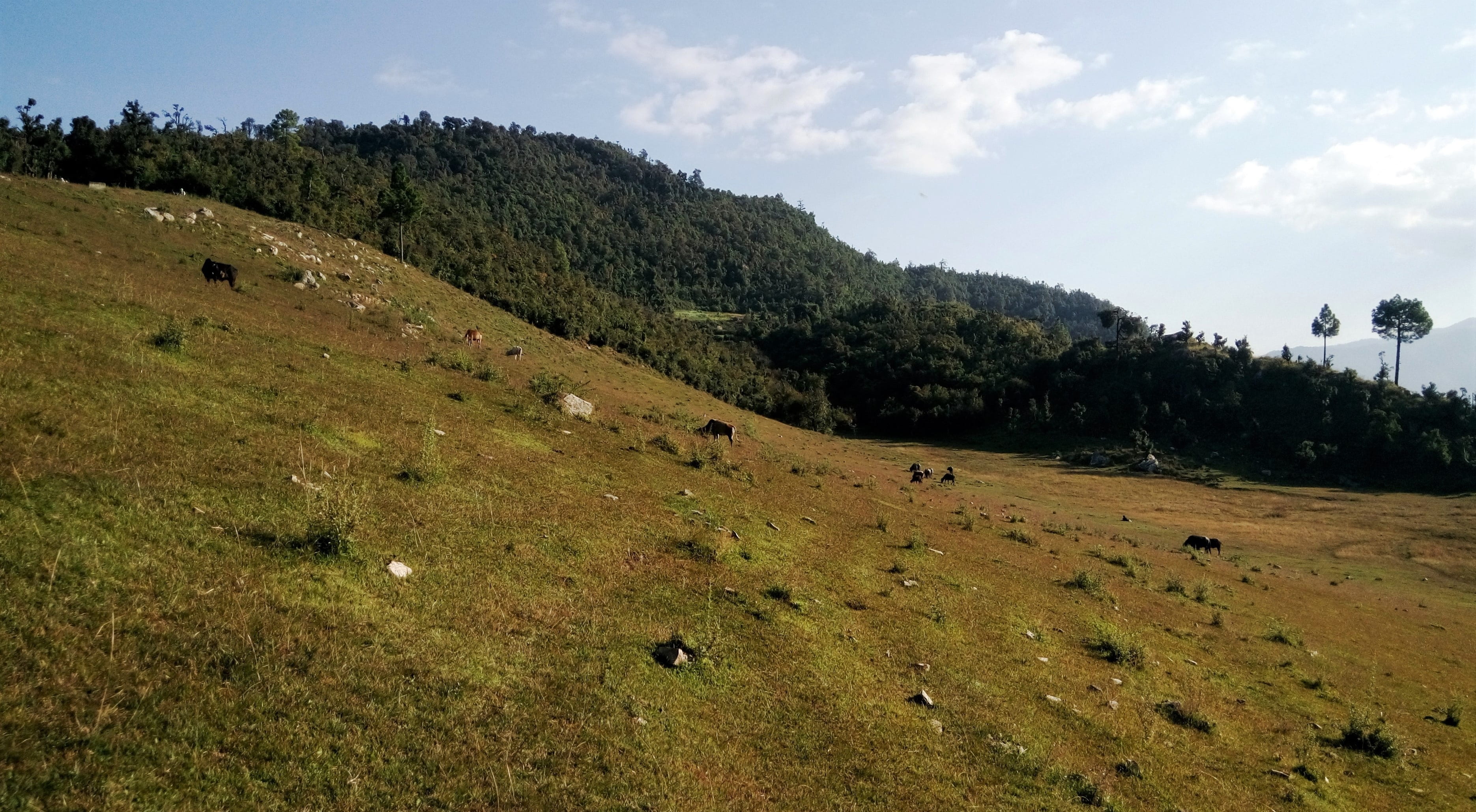 scenics - nature, environment, 2K, pasture, livestock, tree, nature, domestic animals, tranquility, grass, dark forest, land, field, landscape, mountain, HD Wallpaper