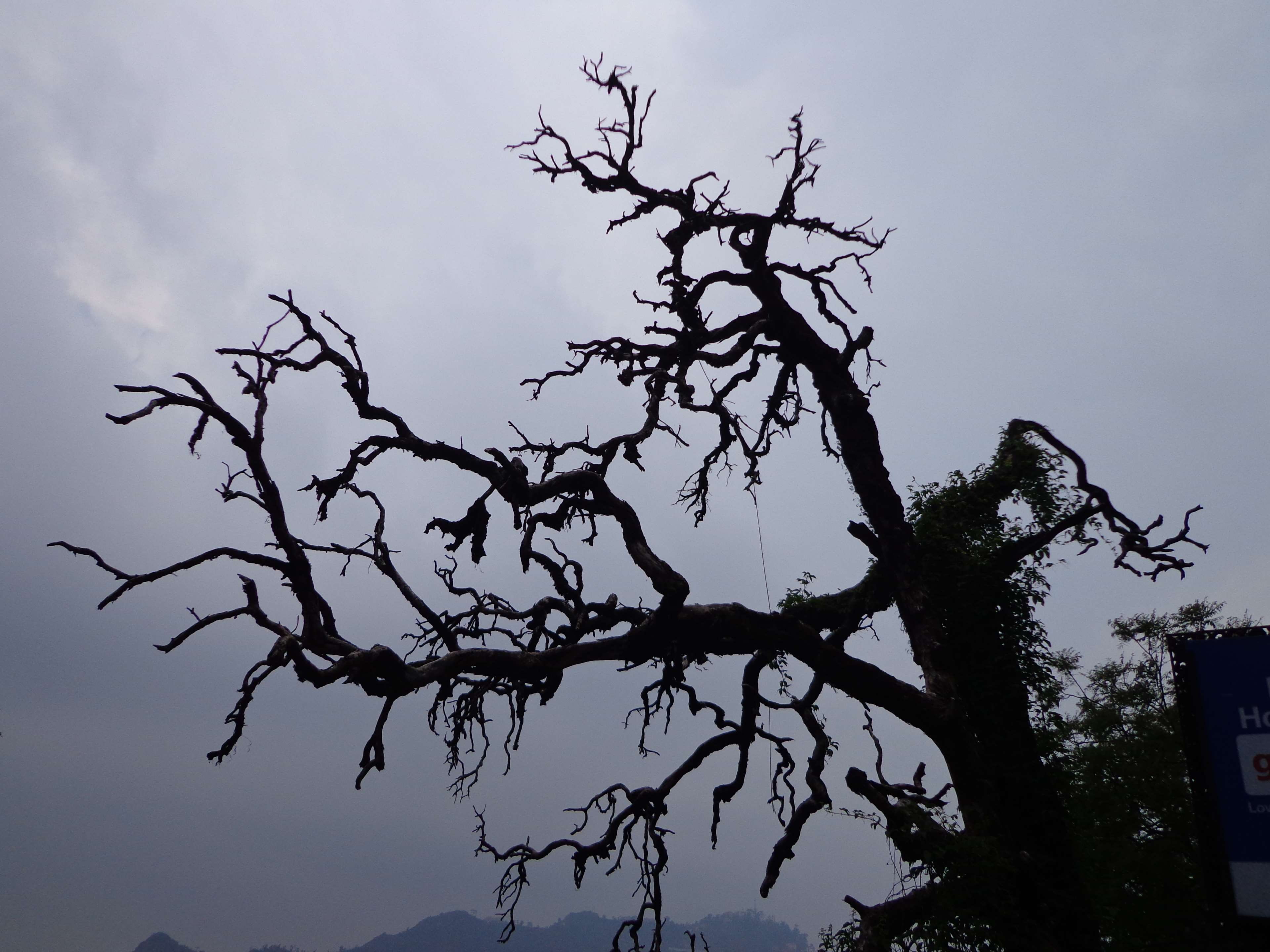 4K, mussoorie, low angle view, silhouette, india, nature, tranquility, cloud - sky, no people, tree, beauty in nature, dusk, animal wildlife, outdoors, HD Wallpaper