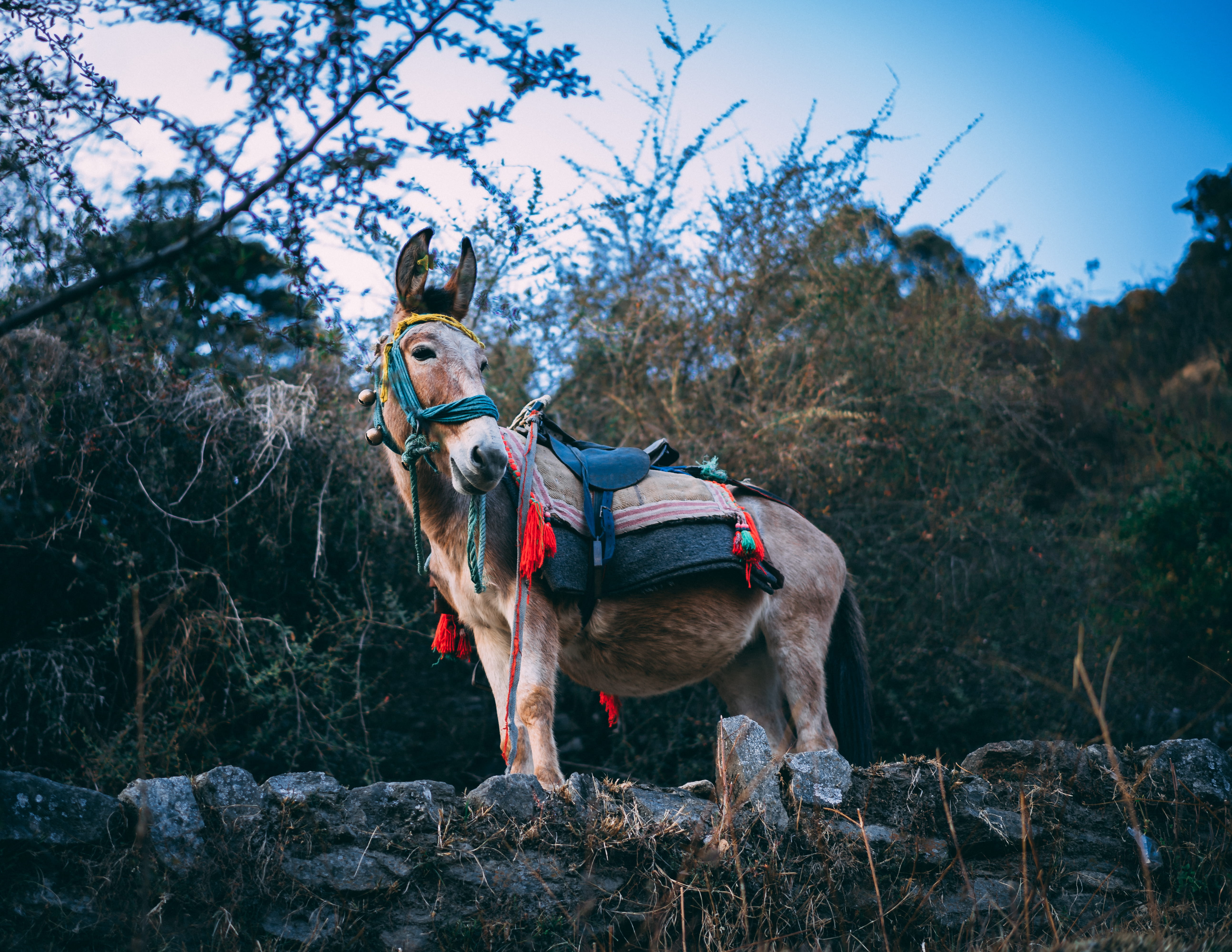 herbivorous, travel, vertebrate, a7iii, outdoors, domestic, trekking, one person, tree, day, domestic animals, livestock, mule, trek, donkey, standing, HD Wallpaper