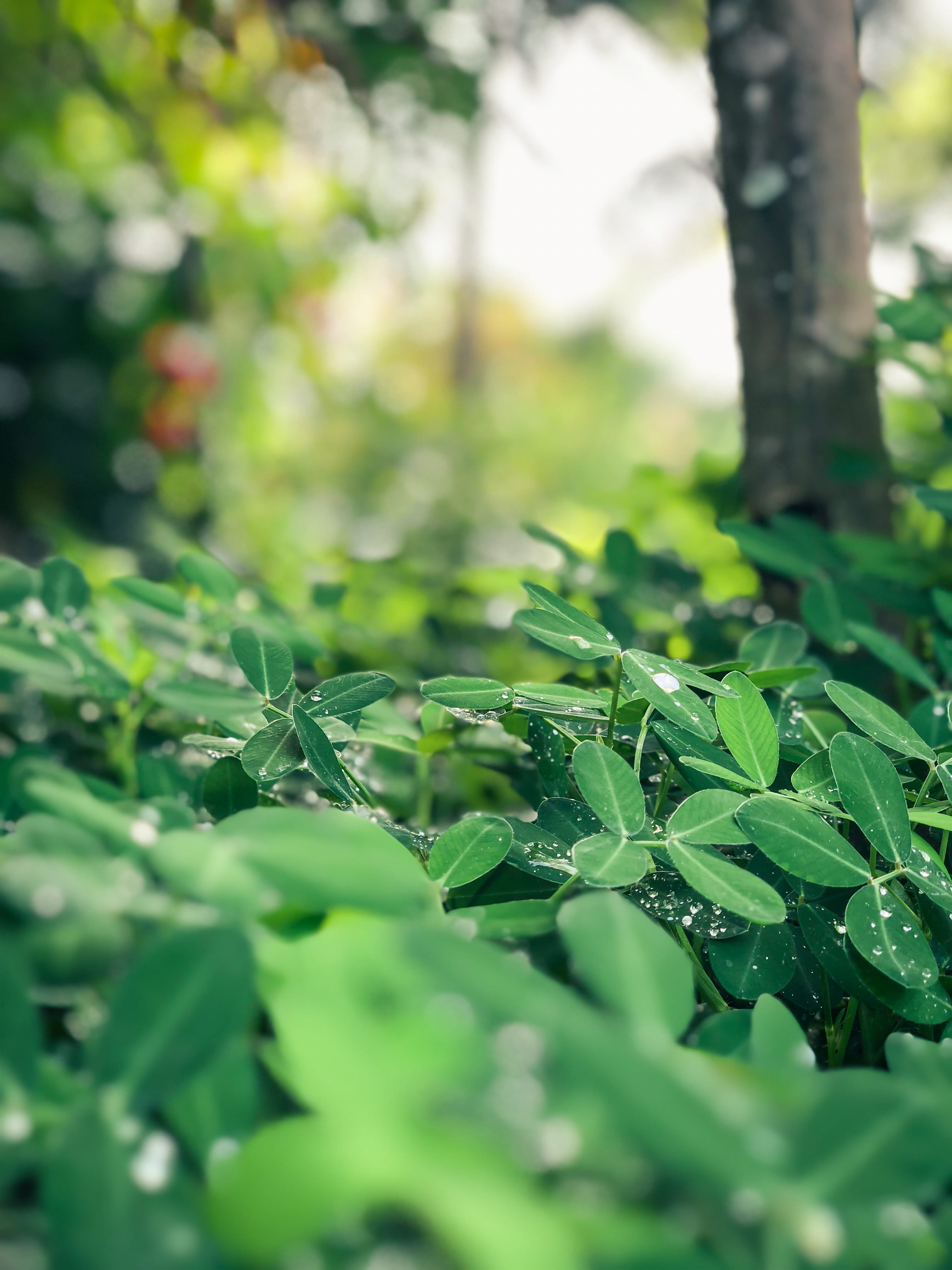 day, 4K, focus on foreground, leaf, jungle, incredibleindia, growth, india, no people, greenery, redearth, macro, selective focus, resort, land, kerela, Phone HD Wallpaper