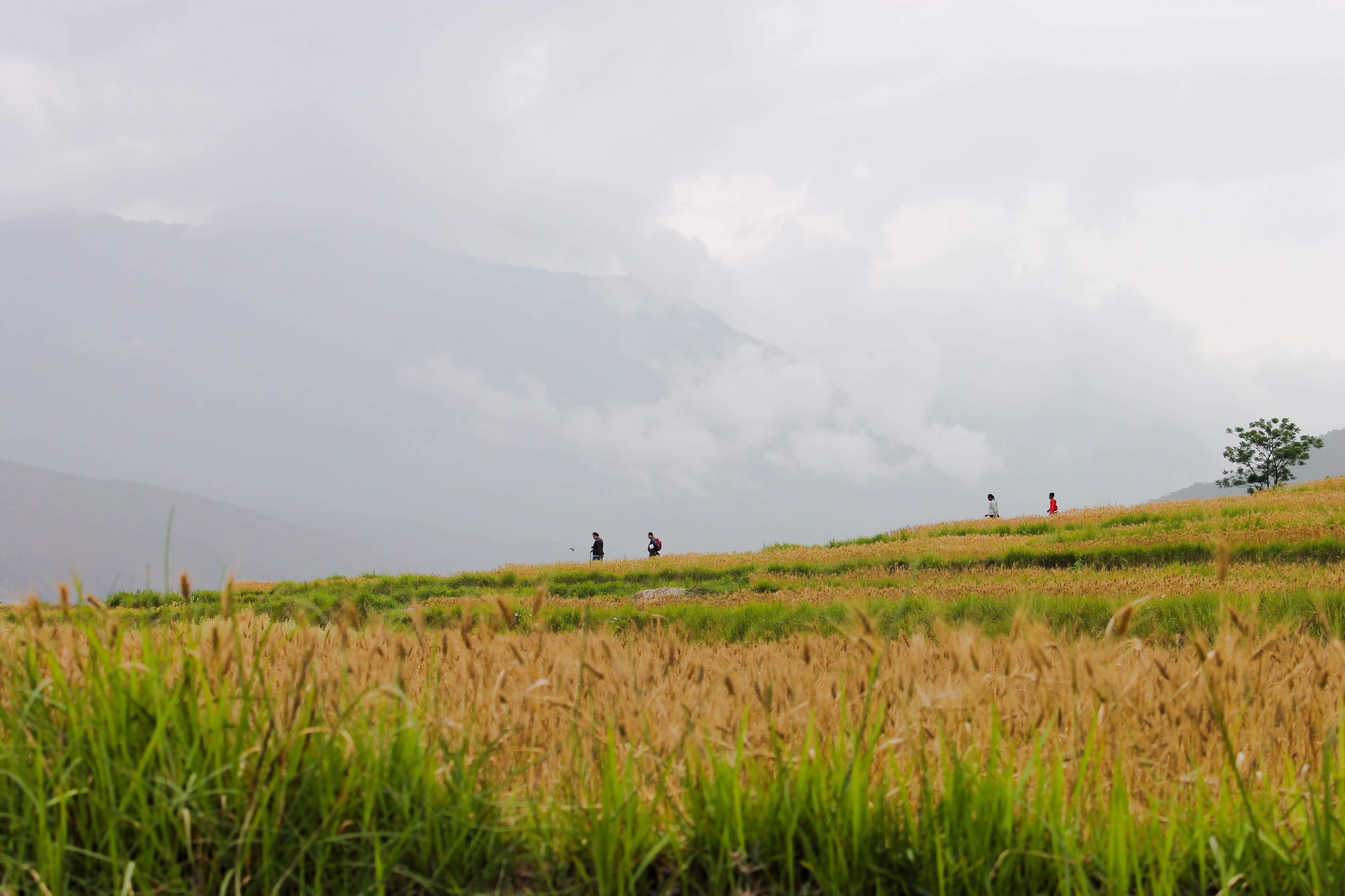 environment, clouds, himalayas, outdoors, field, tranquil scene, landscape, grass, mountains, land, cloud - sky, sky, fields, farm, rain, tranquility, nature, HD Wallpaper