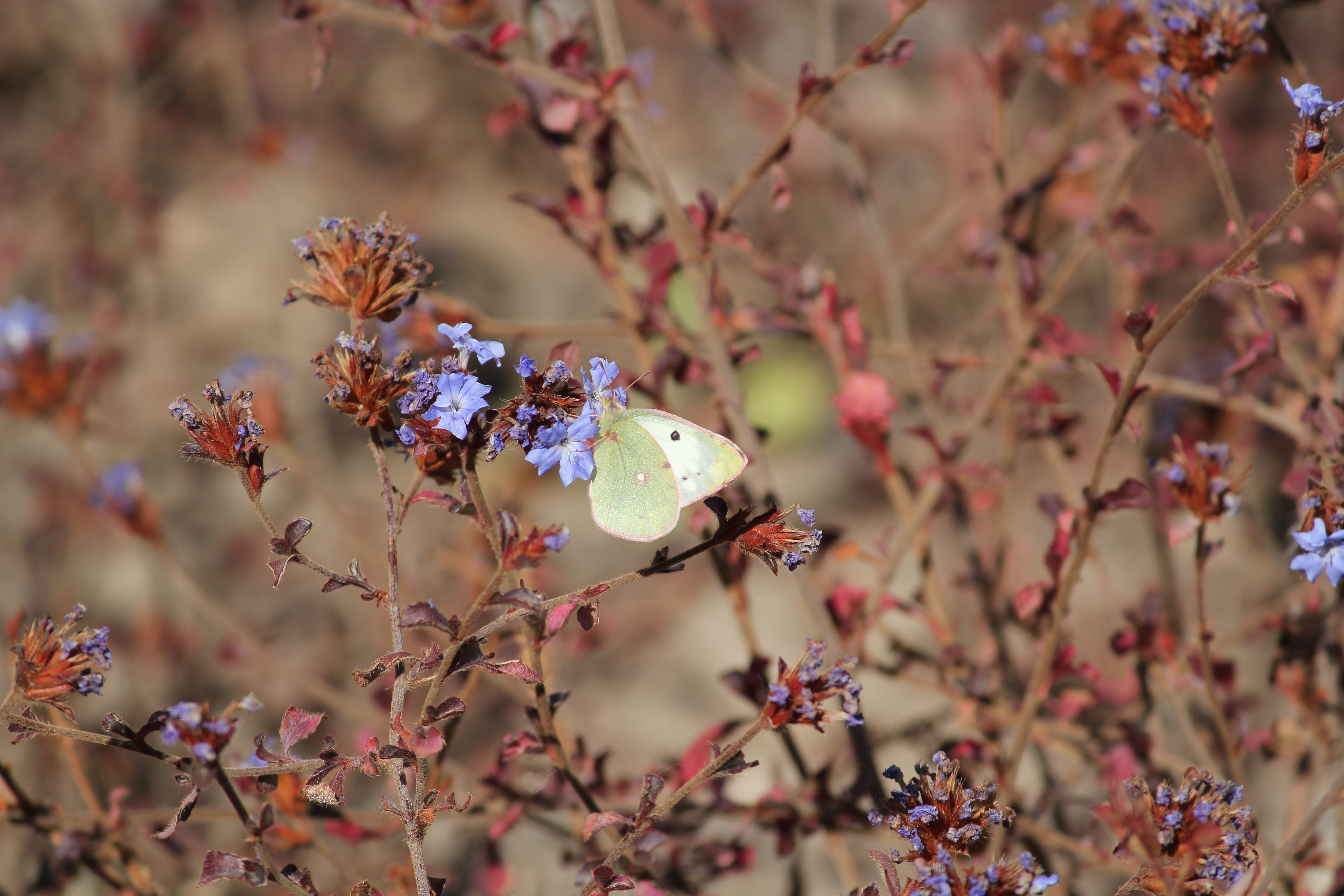 flowers, nature, butterfly - insect, plant, one animal, animal wildlife, butterfly, no people, close-up, 5K, freshness, wild, petal, cherry blossom, insect, HD Wallpaper