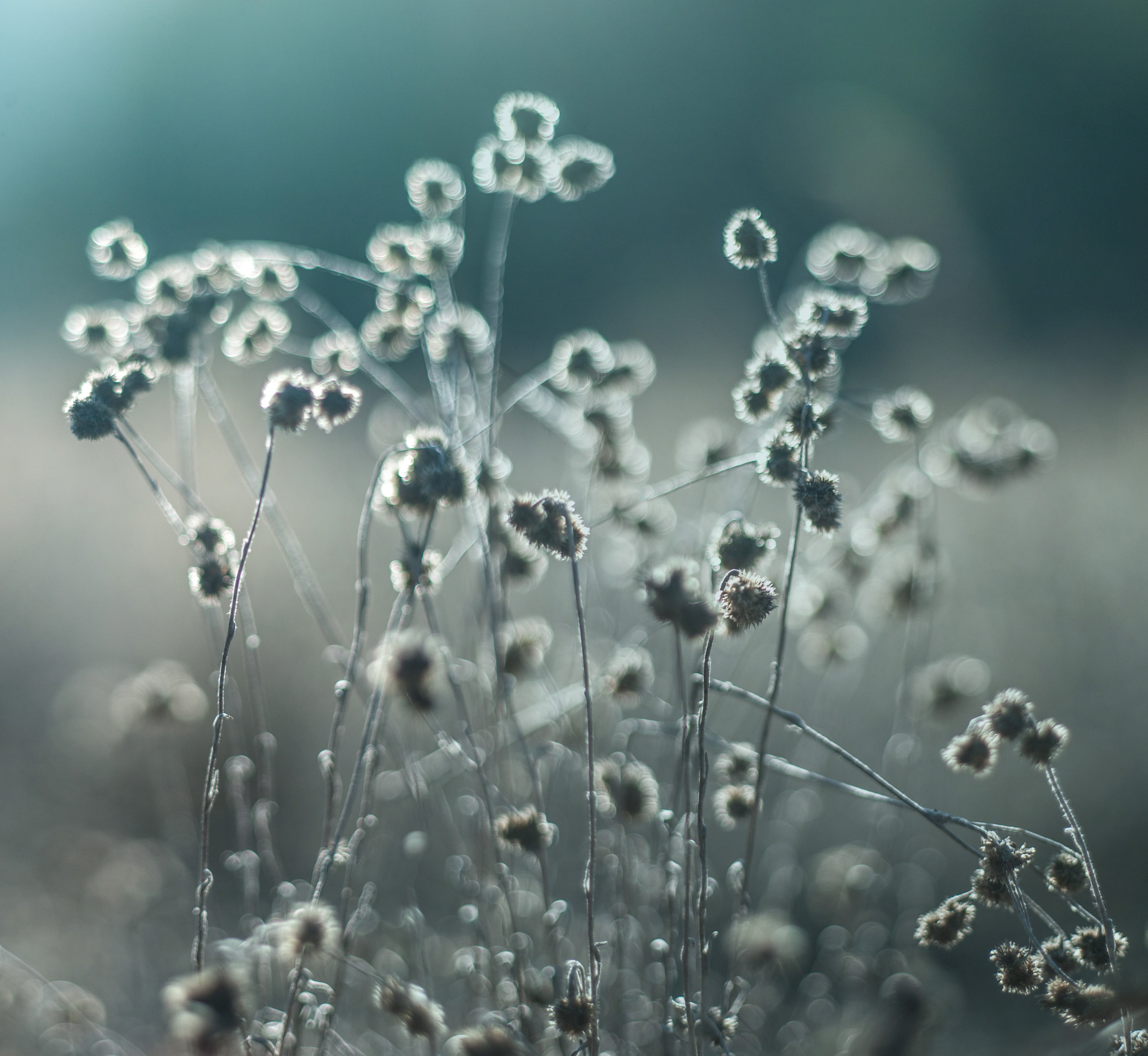 summer, grass, brown, close up, springtime, ZD, Weeds, photo, macro, beauty In Nature, close, II, flower, plant, meadow, 4K, f/1.9, freshness, close-up, HD Wallpaper
