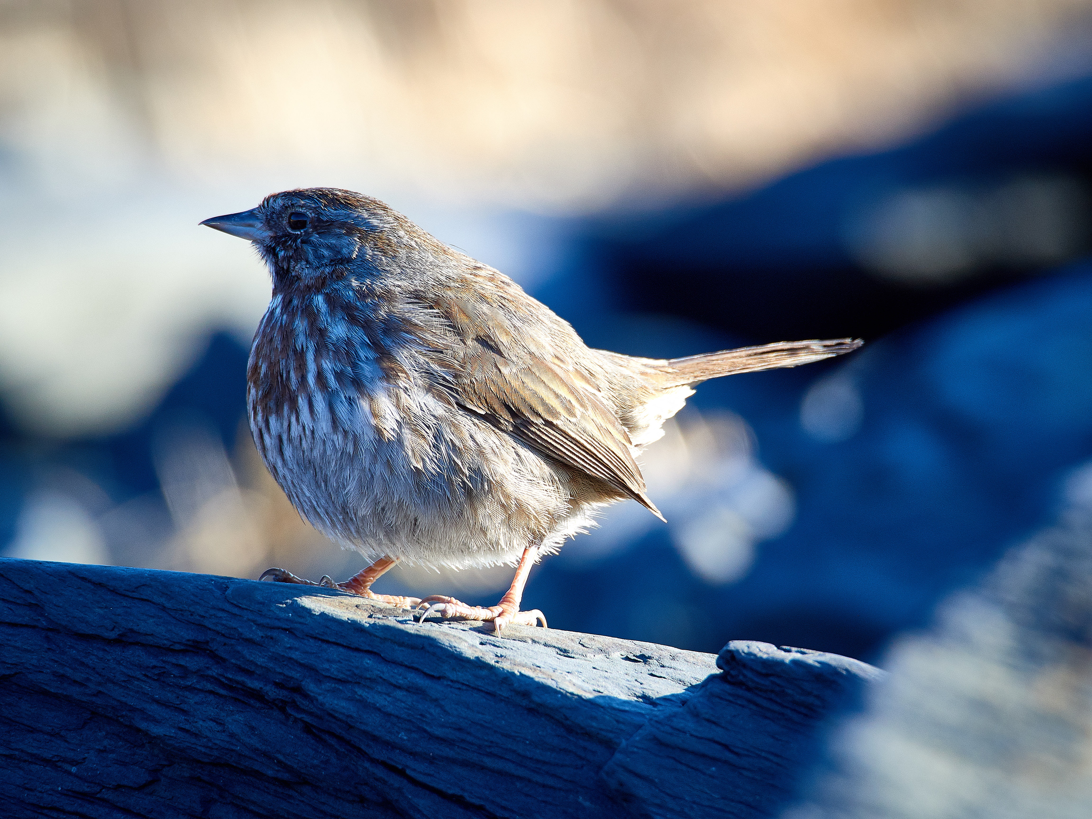 wildlife, 75-300mm, white bird, Alaska, photography, nature, bird, outdoors, Song Sparrow, white, song, brown, AK, Zuiko, animal, Olympus OM-D E-M5 Mark II, HD Wallpaper