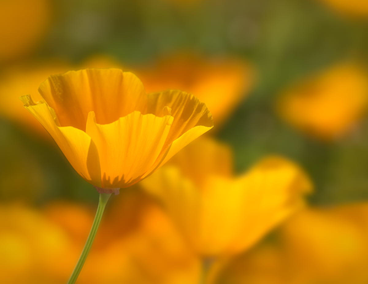 mirrorless, petal, 480P, summer, olympus, outdoors, yellow, nature, photo, close-up, close, wildflower, flower, micro four thirds, beauty In Nature, springtime, HD Wallpaper