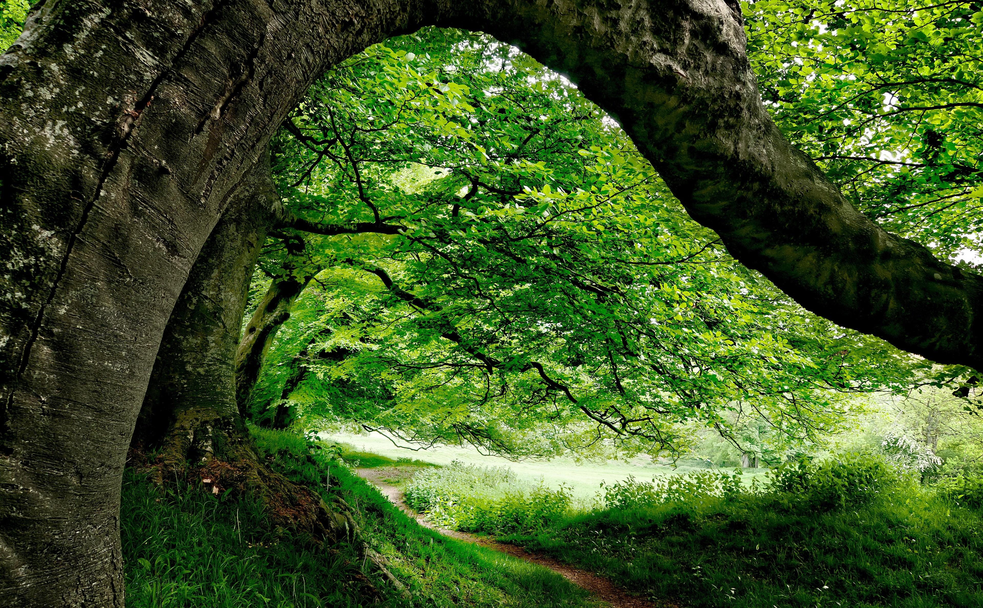 Rural, green color, underneath, outdoors, Sunlit, scenics - nature, Flowers, trunk, Woods, tranquility, greenery, Warm, bucolic, Shadow, Bark, framed, Britain, HD Wallpaper