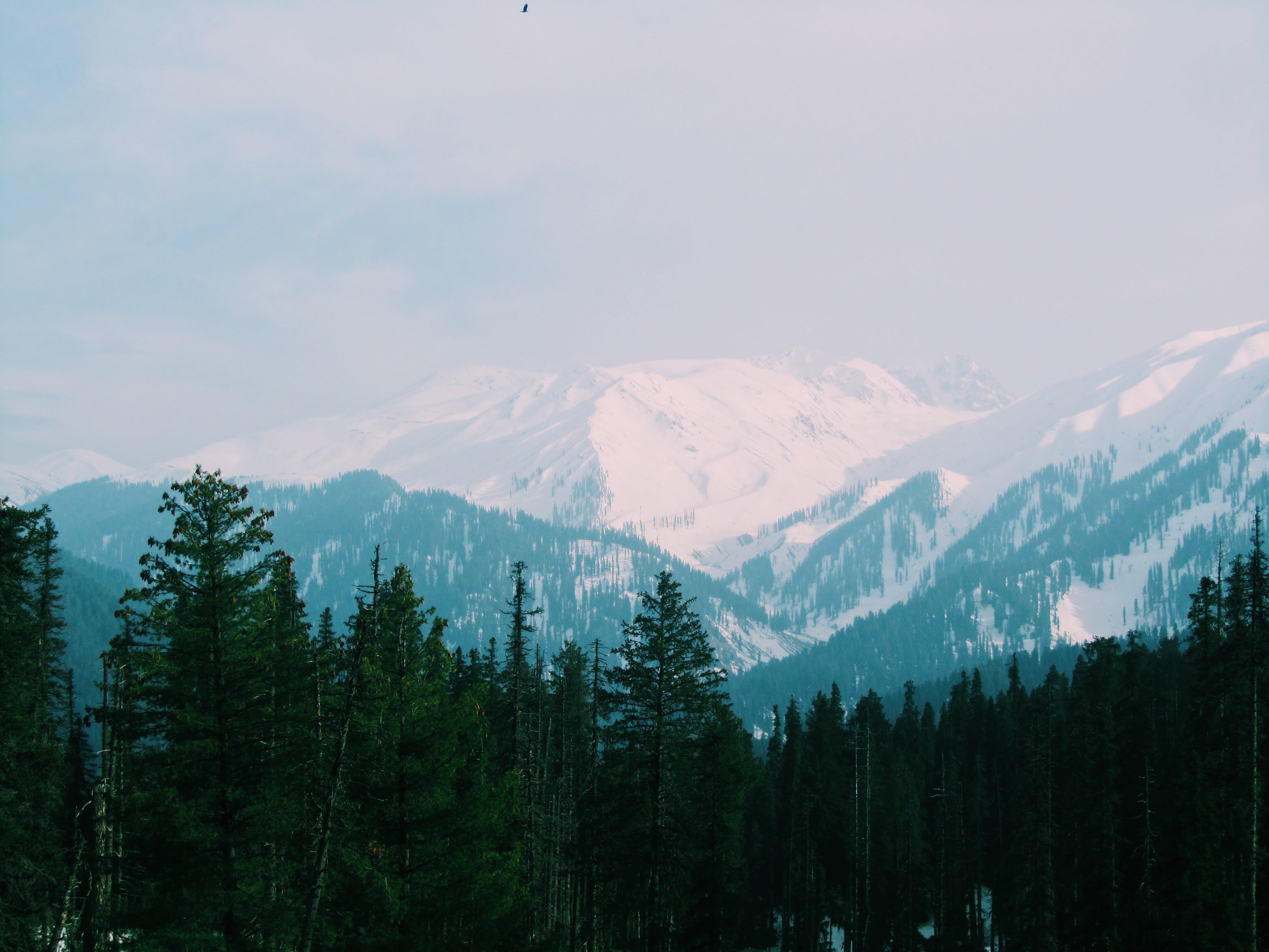 range, black, cloud - sky, tranquil scene, tree, pine, non-urban scene, mountain, coniferous tree, snow, pine tree, flora, environment, tranquility, nature, HD Wallpaper