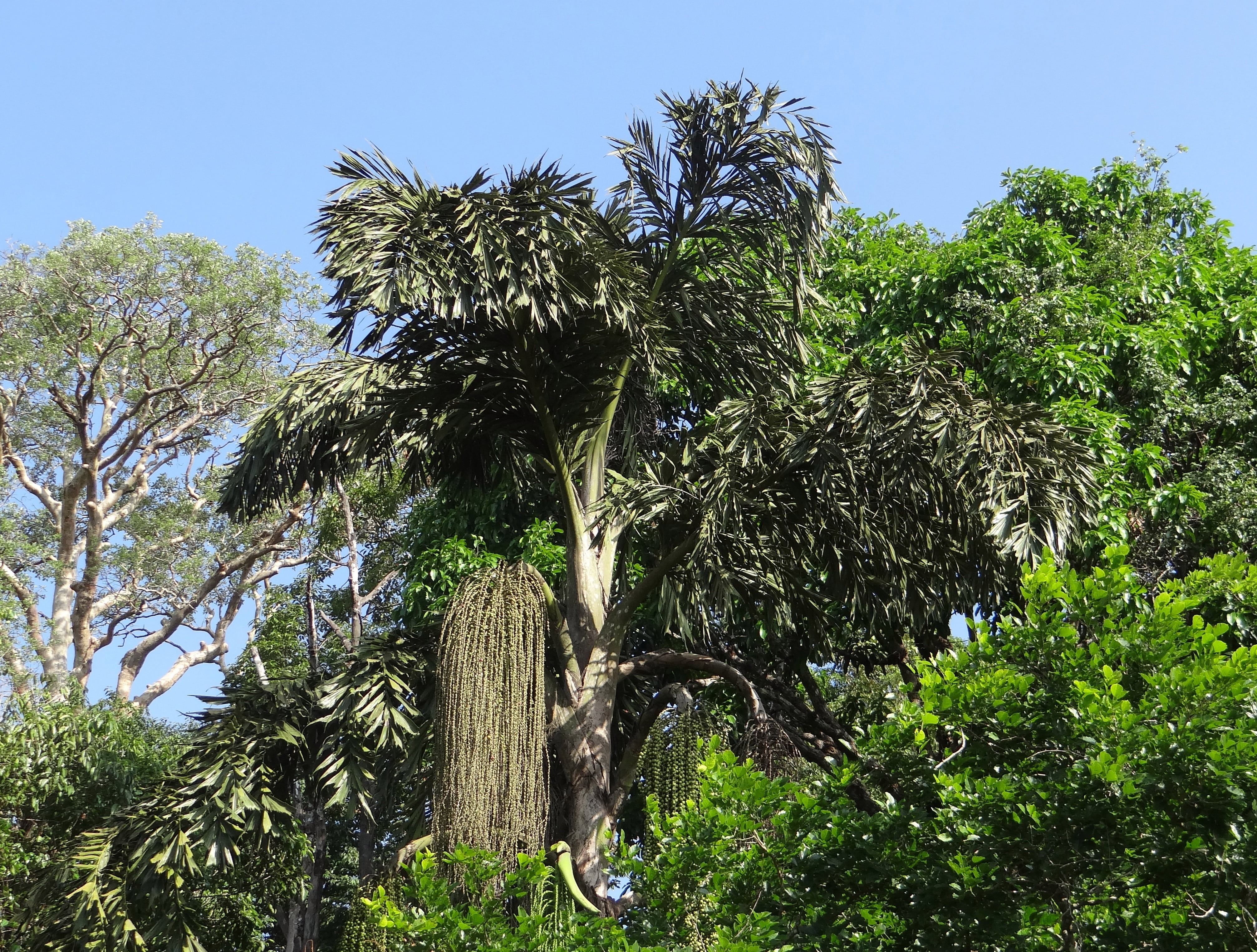 solitary fishtail palm, forest, toddy palm, endemic, day, tropical tree, 4K, sky, india, low angle view, western ghats, jog falls, jaggery palm, evergreen, HD Wallpaper