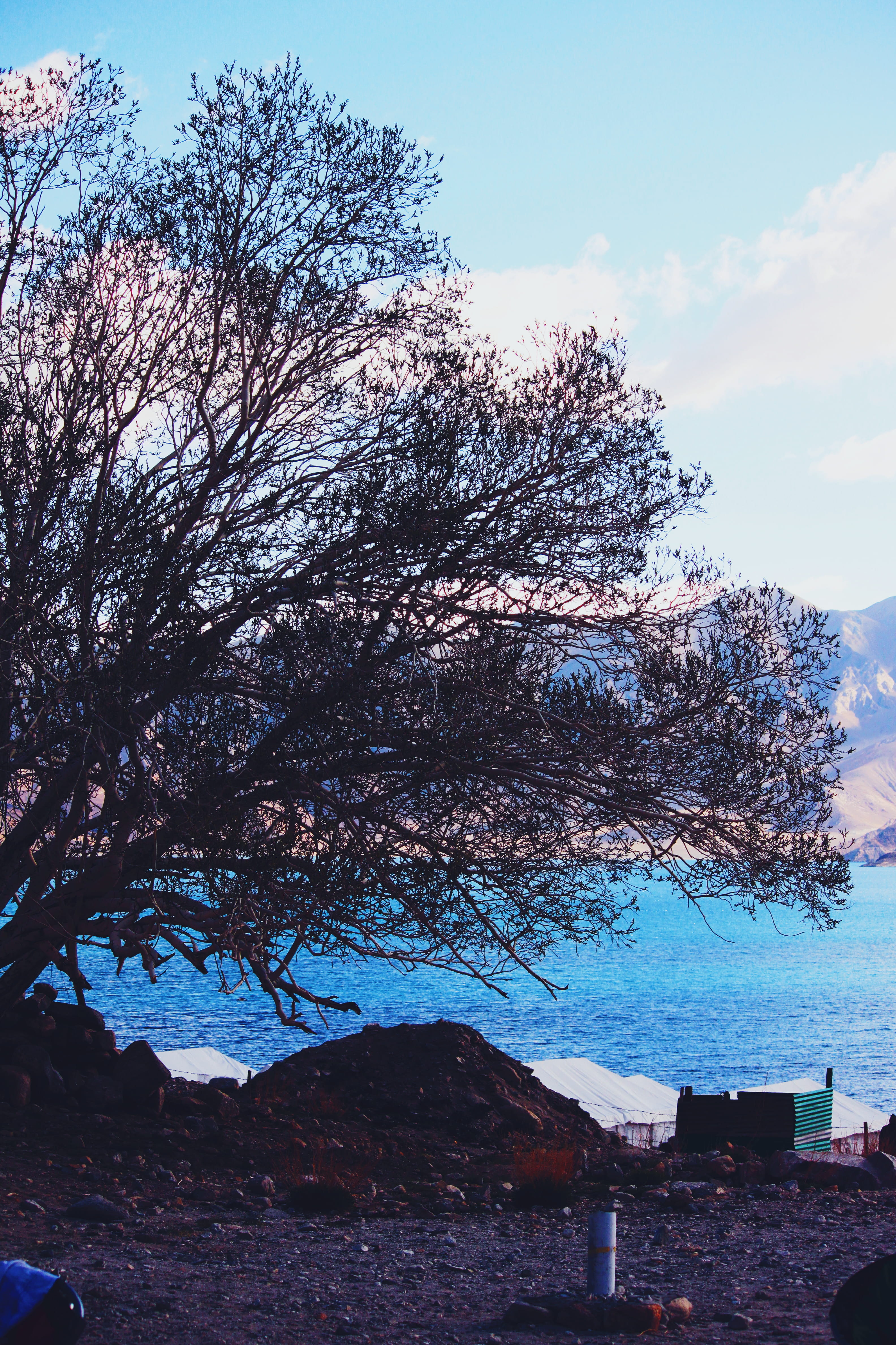 mountain, blue, ladakh, building exterior, building, trees, pangong tso, growth, tree, sky, branch, nature, architecture, house, india, scenics - nature, Phone HD Wallpaper
