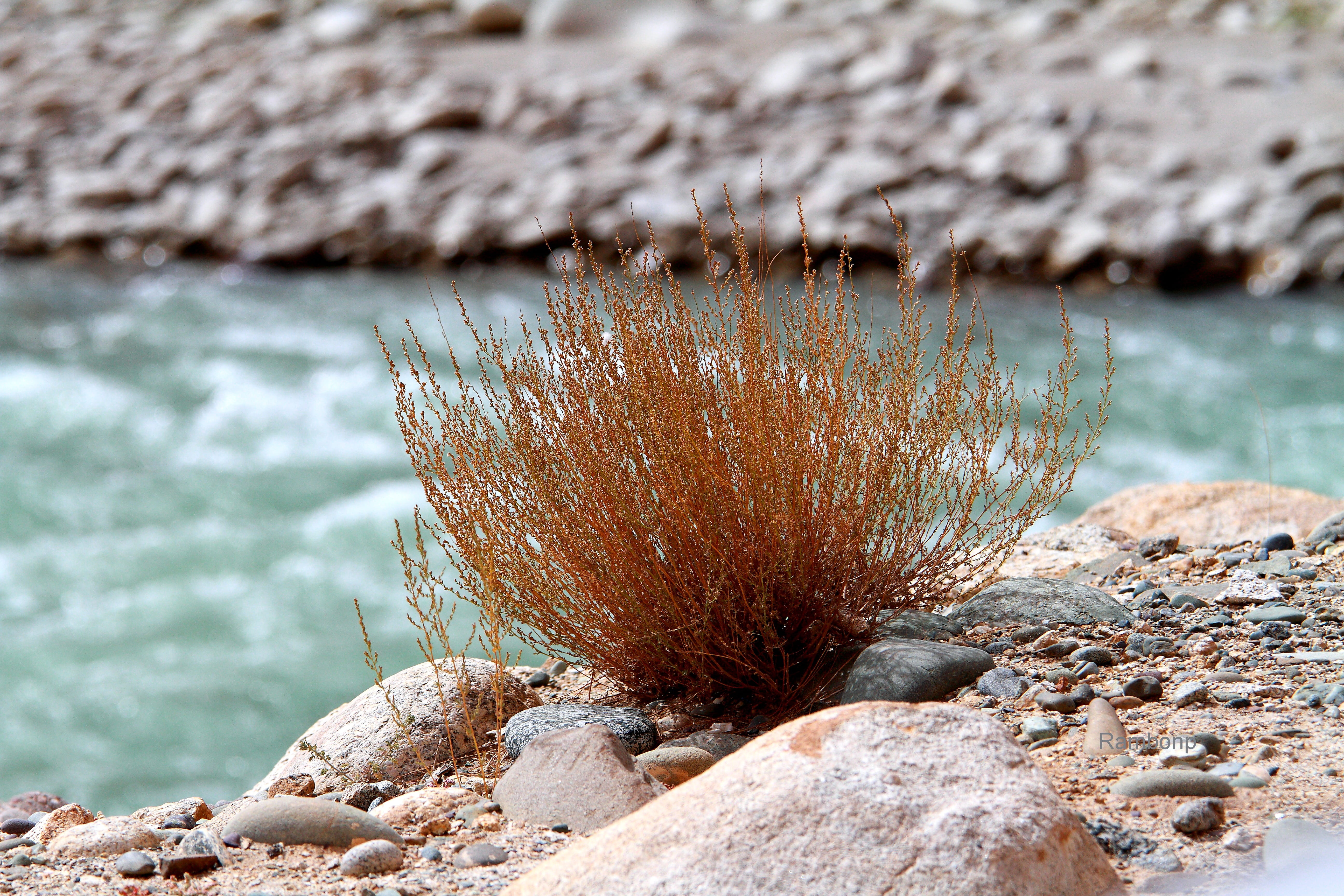 leh, paradise, rivers, landscape, nubro valley, karakoram, hairstyle, close-up, rock, sangam, plant, flowing water, grey, silk-route, day, solid, HD Wallpaper