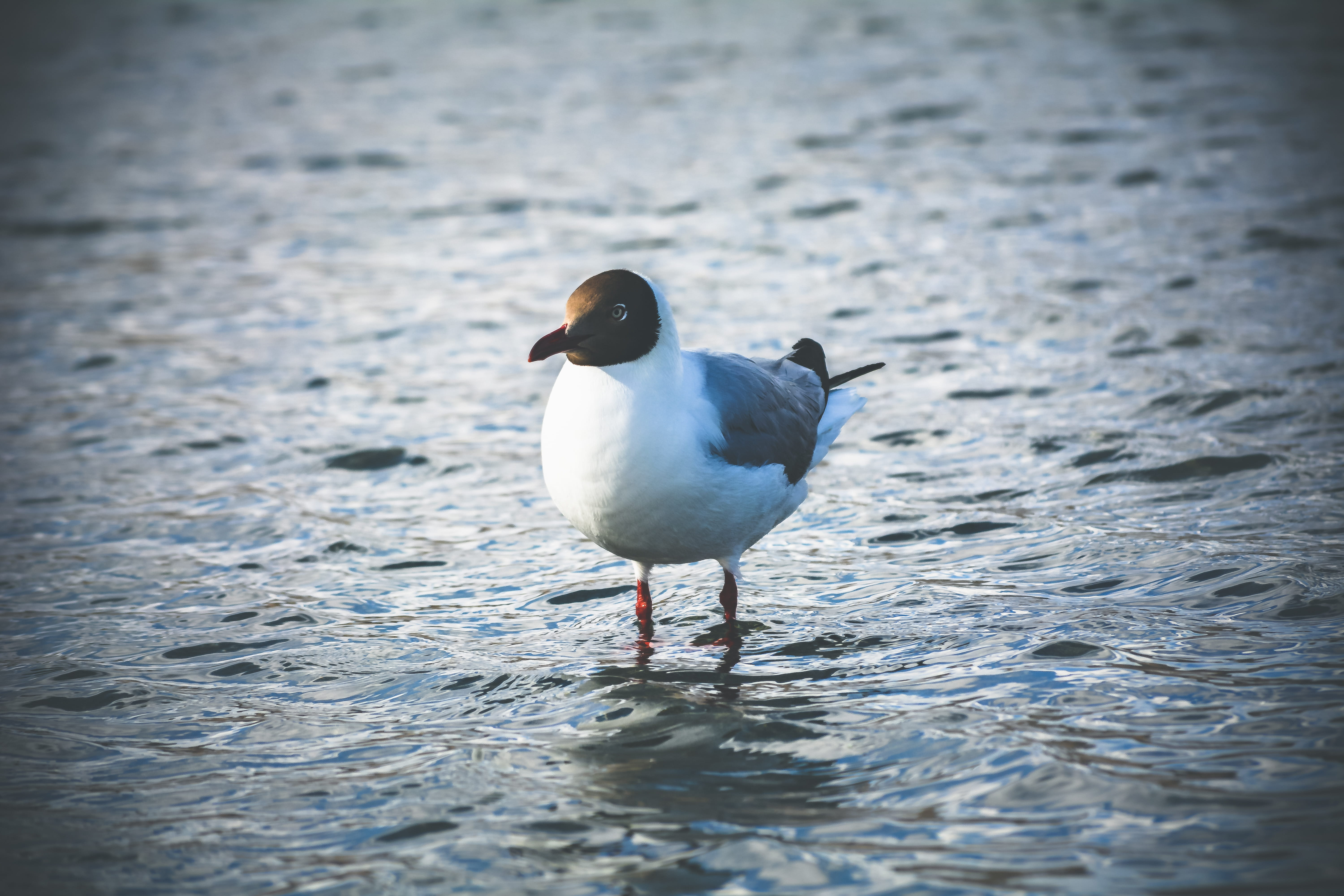 nature, leh, migrating birds, beauty, vertebrate, day, perching, sunset, lakes, animal, waterfront, clear photo, clear image, crystal clear water, birds, HD Wallpaper