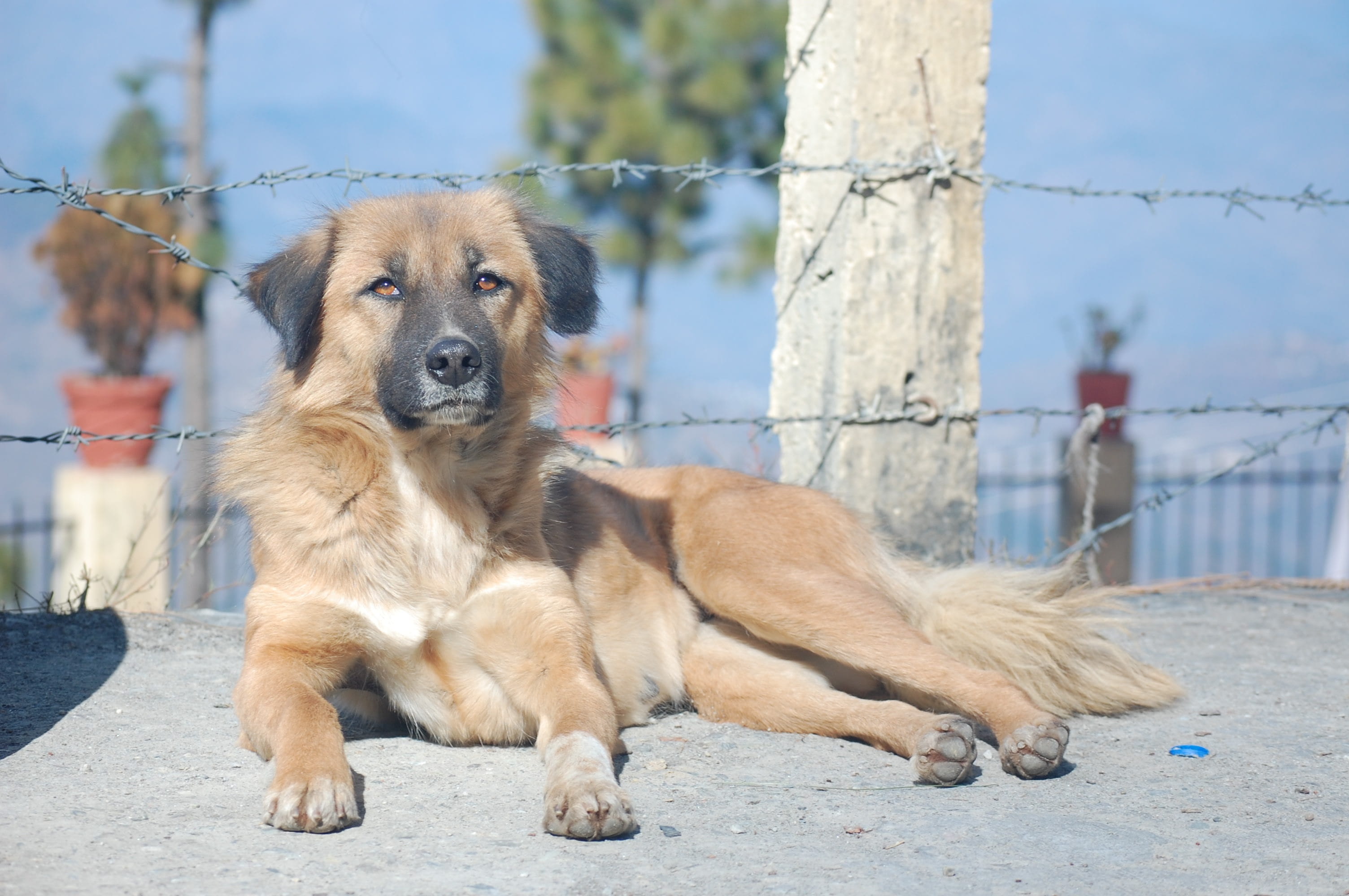 domestic, 2K, day, mammal, pets, canine, one animal, looking away, sitting, no people, garhwal, stray dog, relaxation, animal, mountain dog, fence, dog, HD Wallpaper