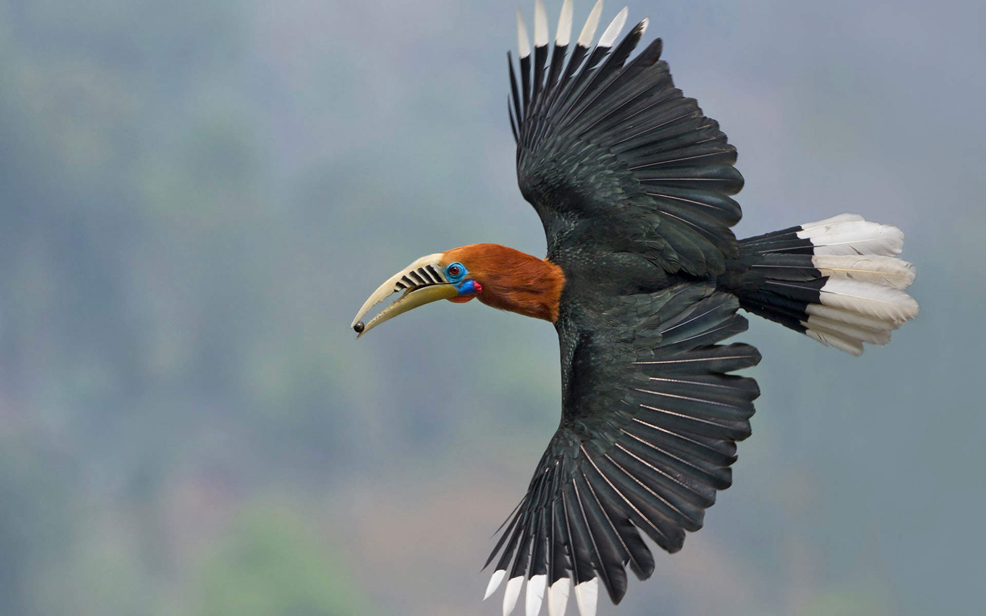 wings, Nepali Kalo, Nepalese Hornbill, The Himalayas, 1080P, black-breasted Hornbill, India, flight, West Bengal, bird, HD Wallpaper