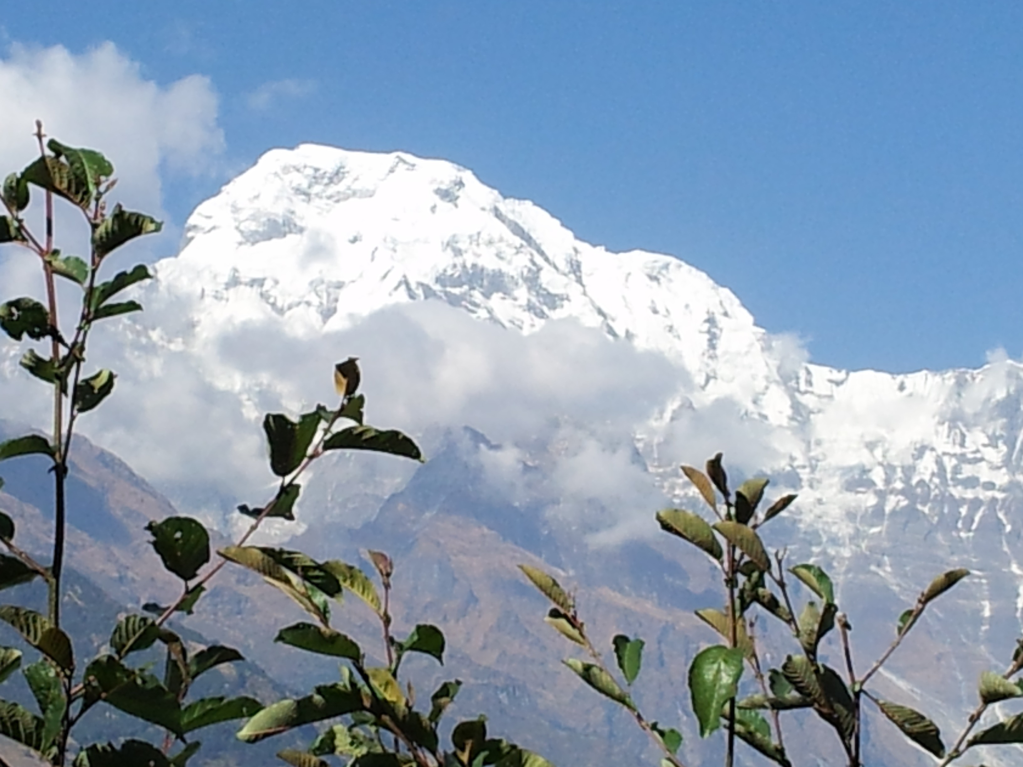 plant, no people, snow, day, mountain peak, tranquility, growth, annapurna, tracking, outdoors, winter, sky, beauty in nature, cold temperature, tranquil scene, HD Wallpaper