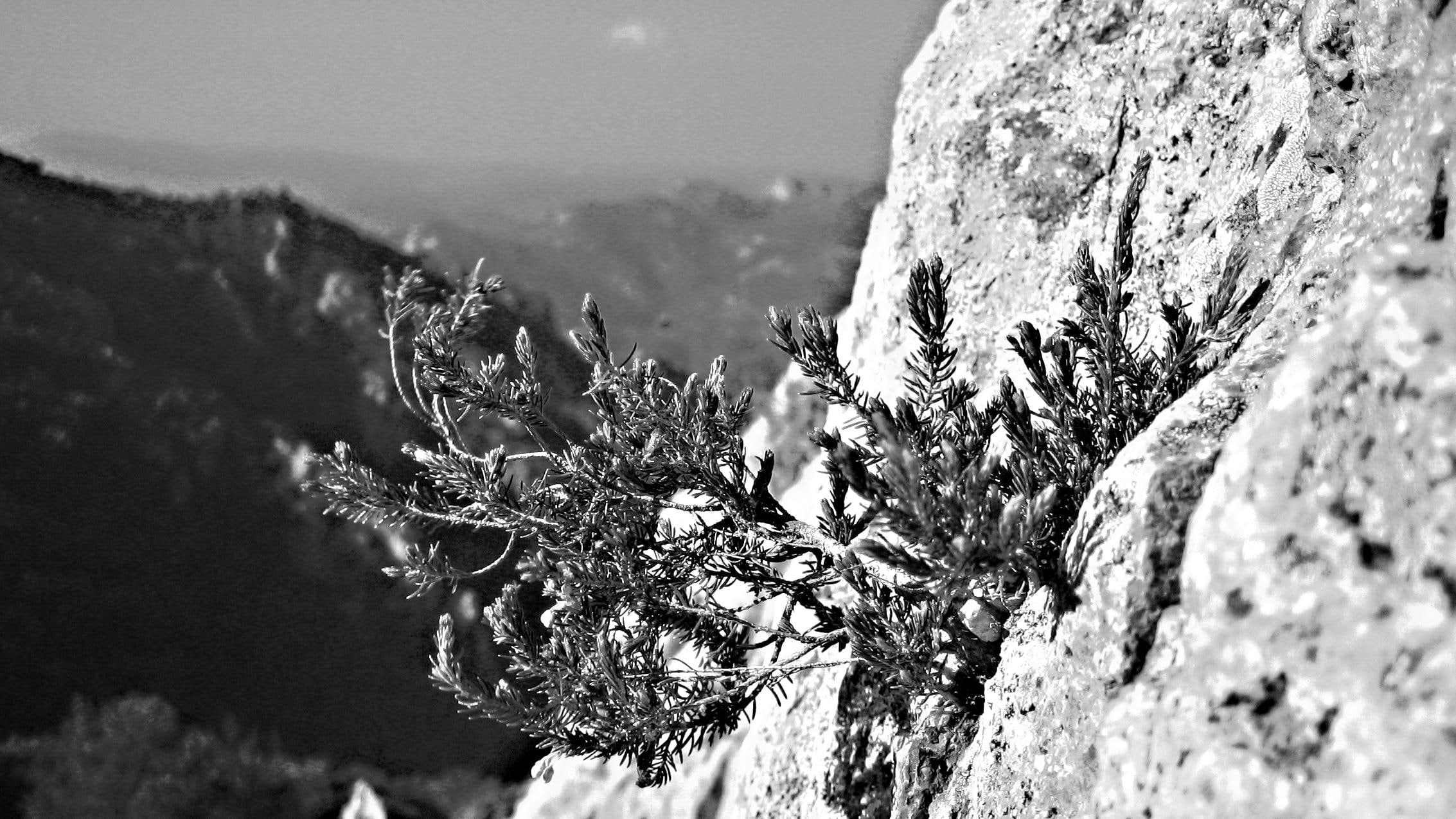moutain, lillies, cliffhanger, cliff, flower, black and white, 1080P, 3d and abstract, HD Wallpaper