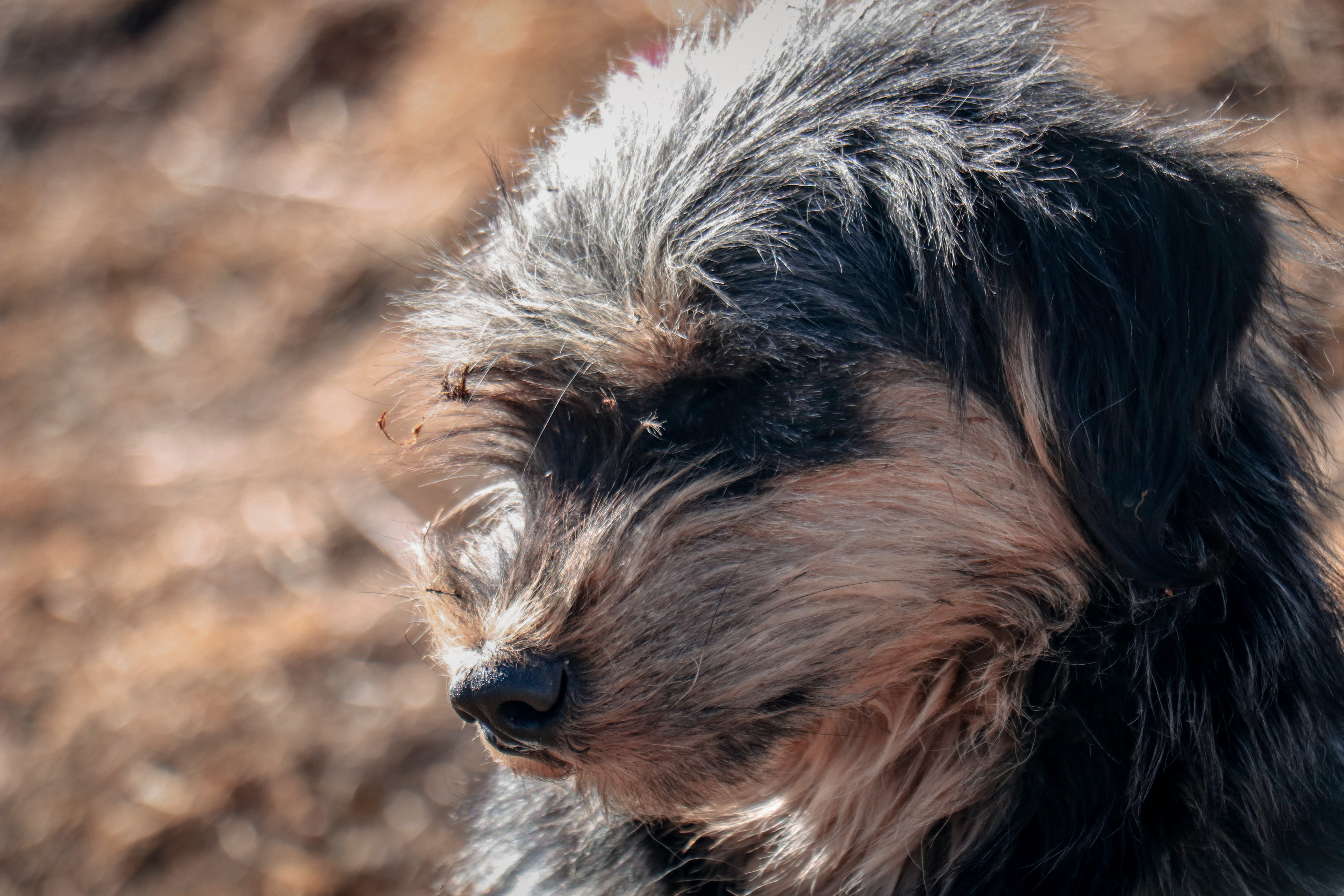 animal body part, hair, domestic animals, trek, snout, day, focus on foreground, animal, annapurna, animal hair, animal themes, canine, no people, pets, HD Wallpaper