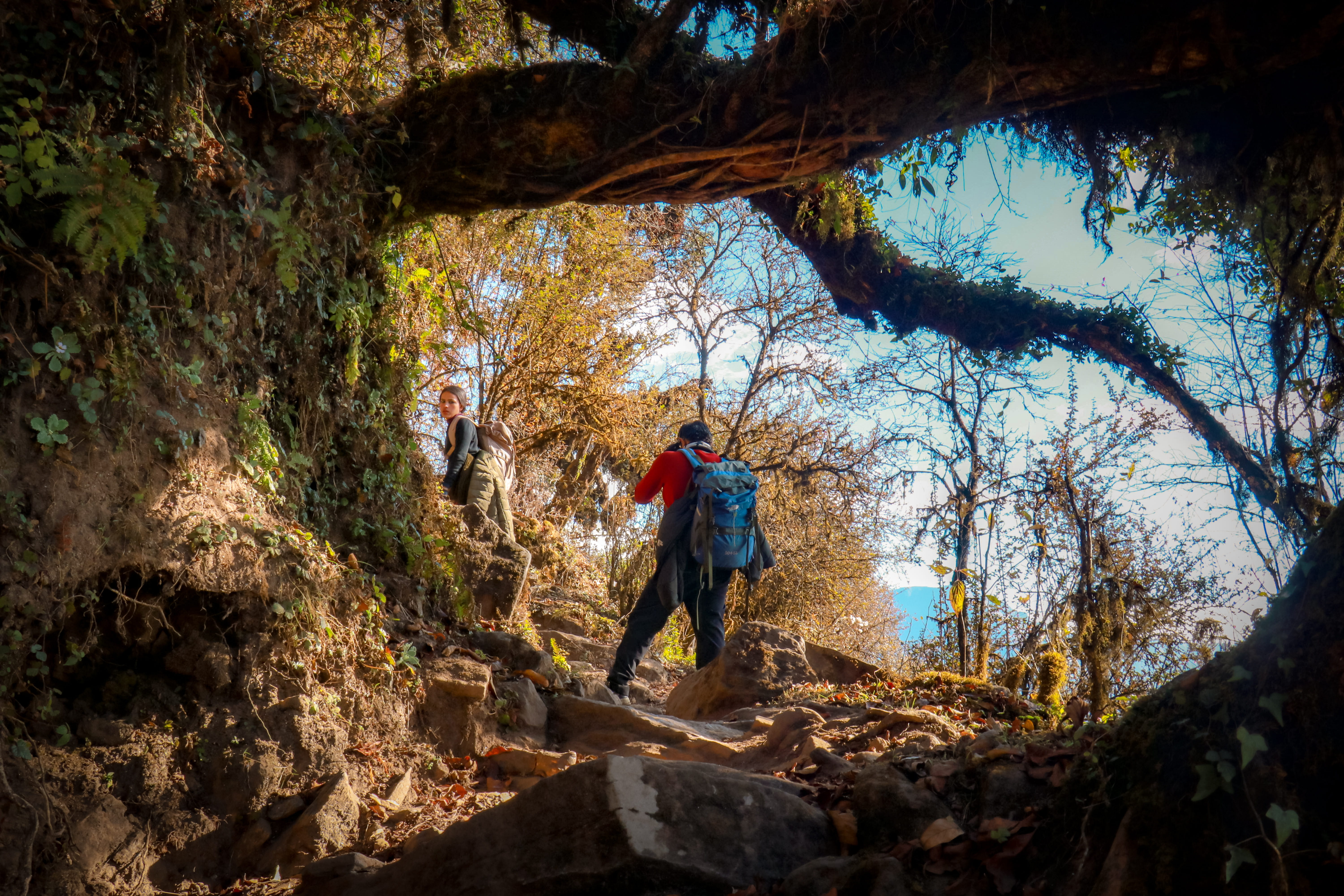 tree, hiking, backpack, land, forest, real people, nepal, day, daytime, activity, nature, leisure activity, exploration, adventure, men, one person, plant, HD Wallpaper