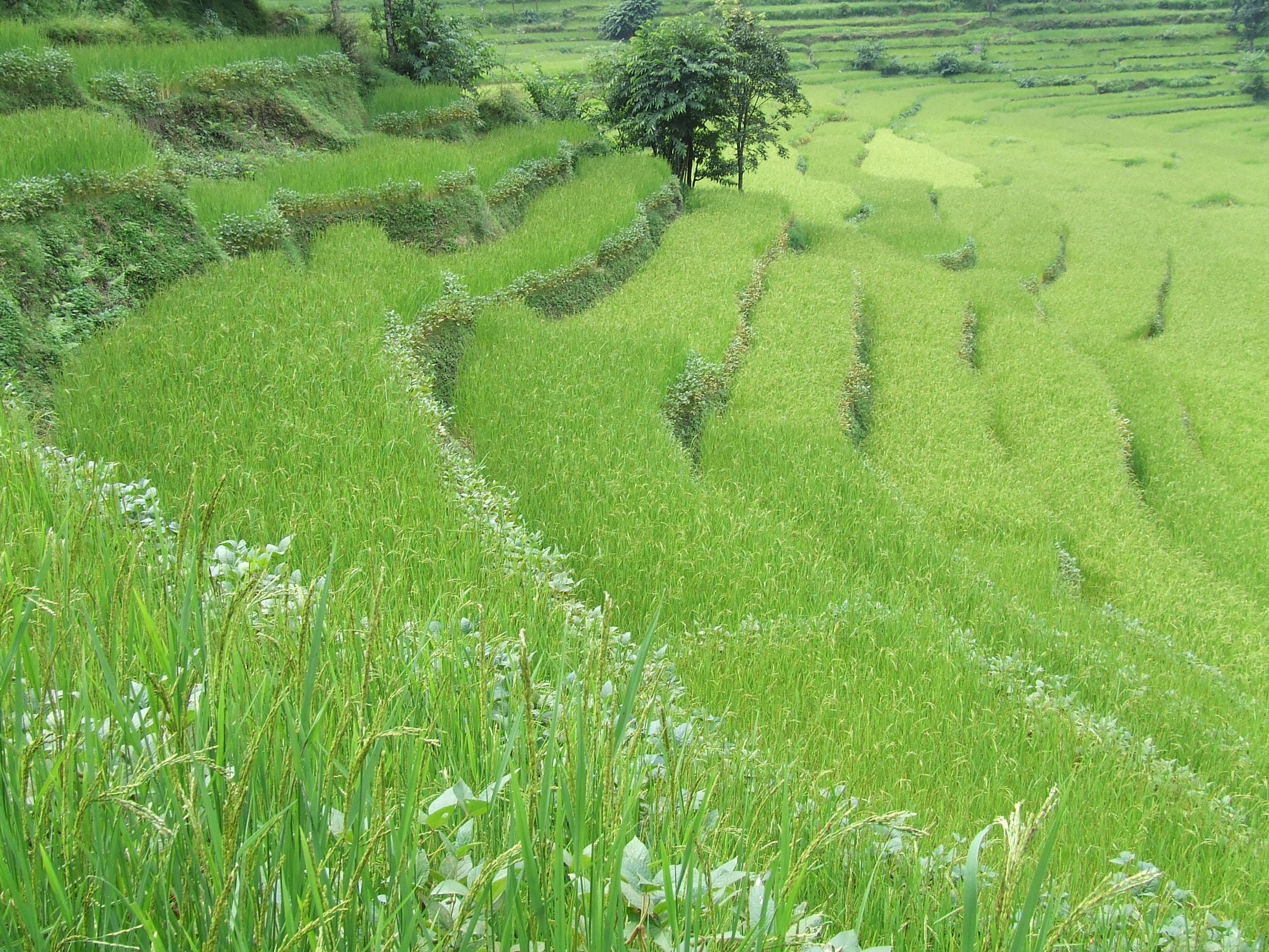 green, environment, nature, green color, tranquility, tranquil scene, landscape, land, high angle view, trekking, plantation, grass, no people, agriculture, HD Wallpaper