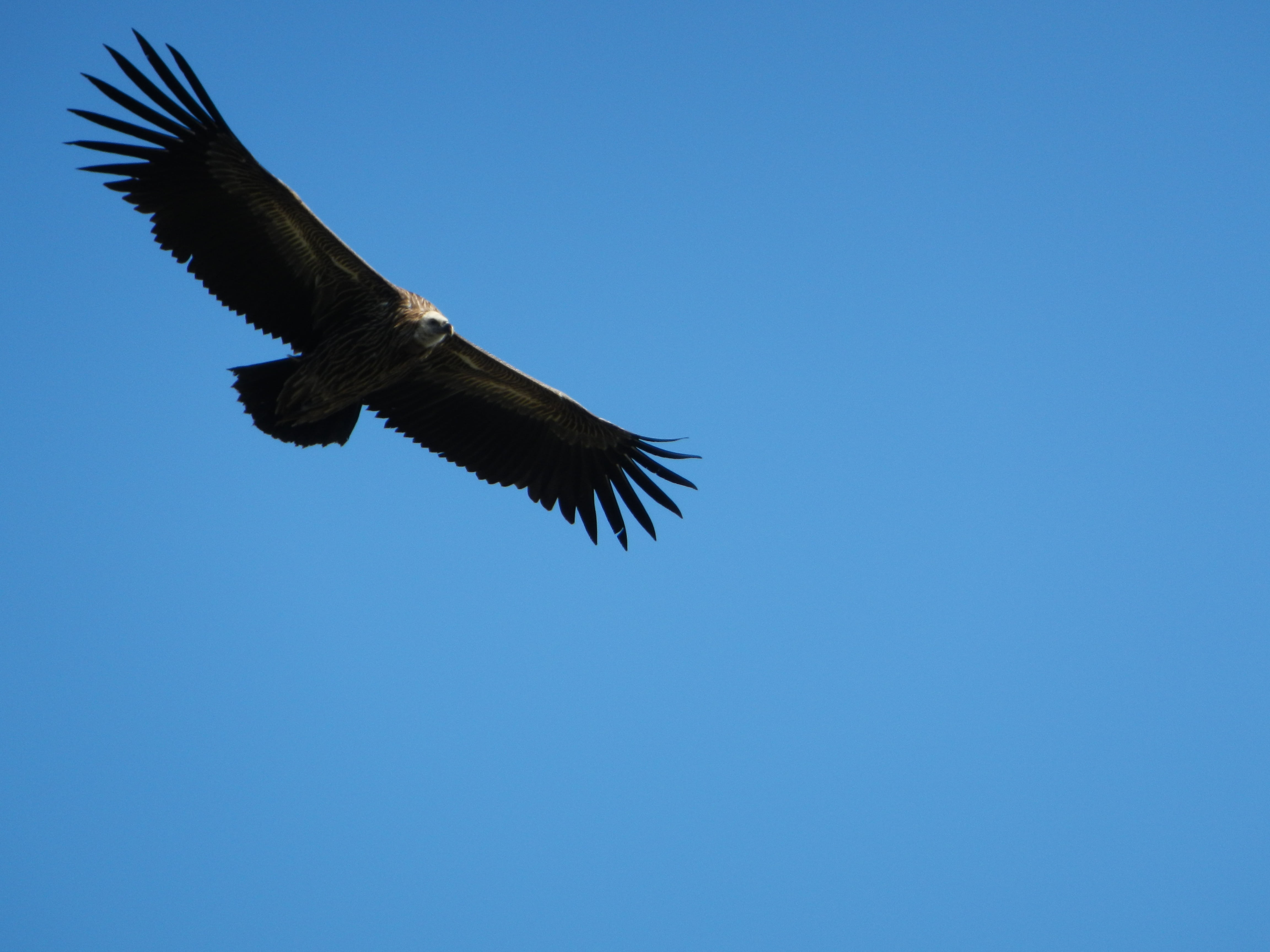 big, nature, spread wings, exotic, copy space, day, one animal, no people, animal body part, low angle view, animal wildlife, predator, vulture, bird, animal themes, HD Wallpaper
