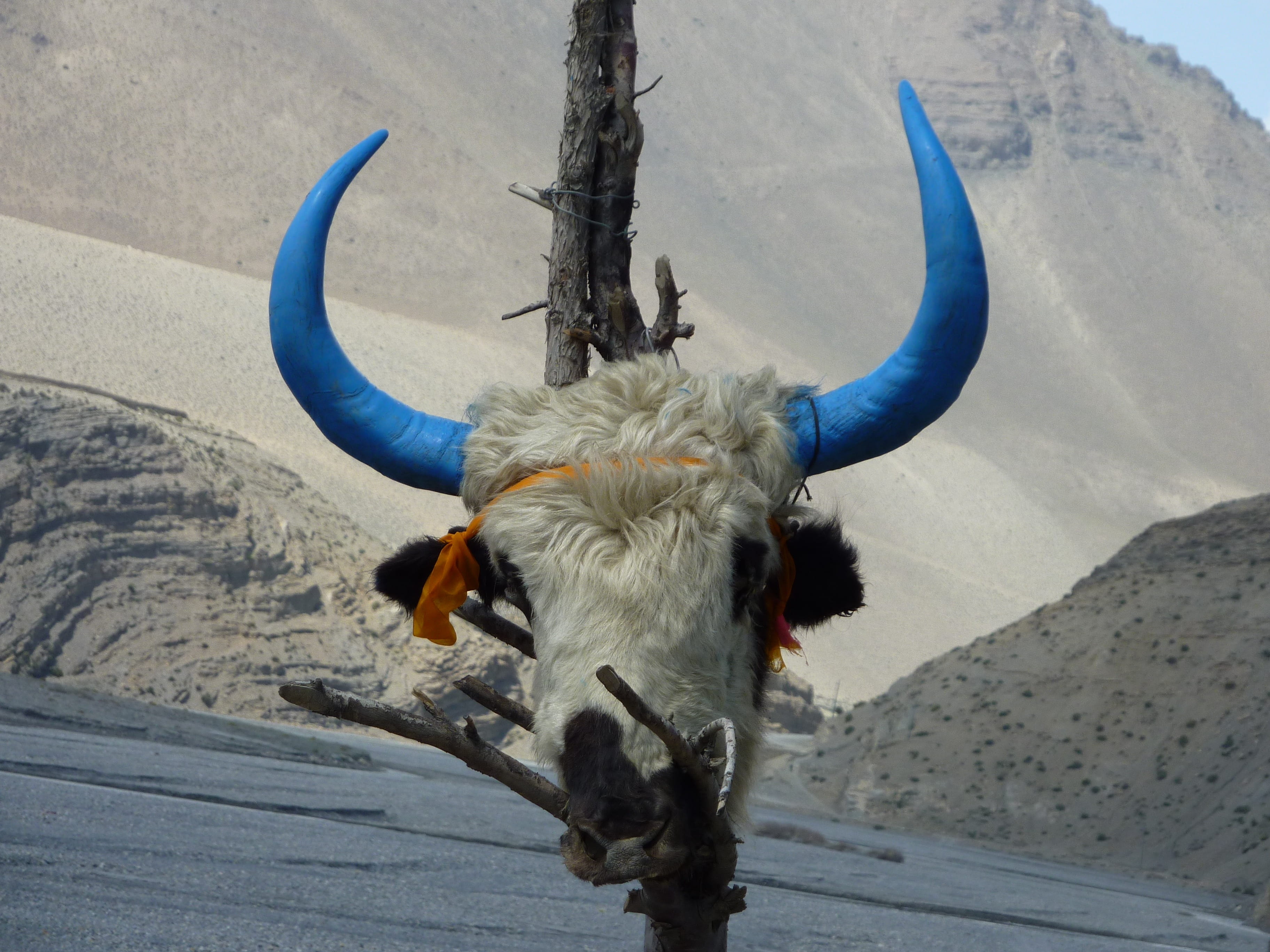 Bull, Skull, hanging, horned, land, Nepal, animal wildlife, vertebrate, 2K, animal themes, portrait, animal body part, domestic, mammal, livestock, outdoors, HD Wallpaper