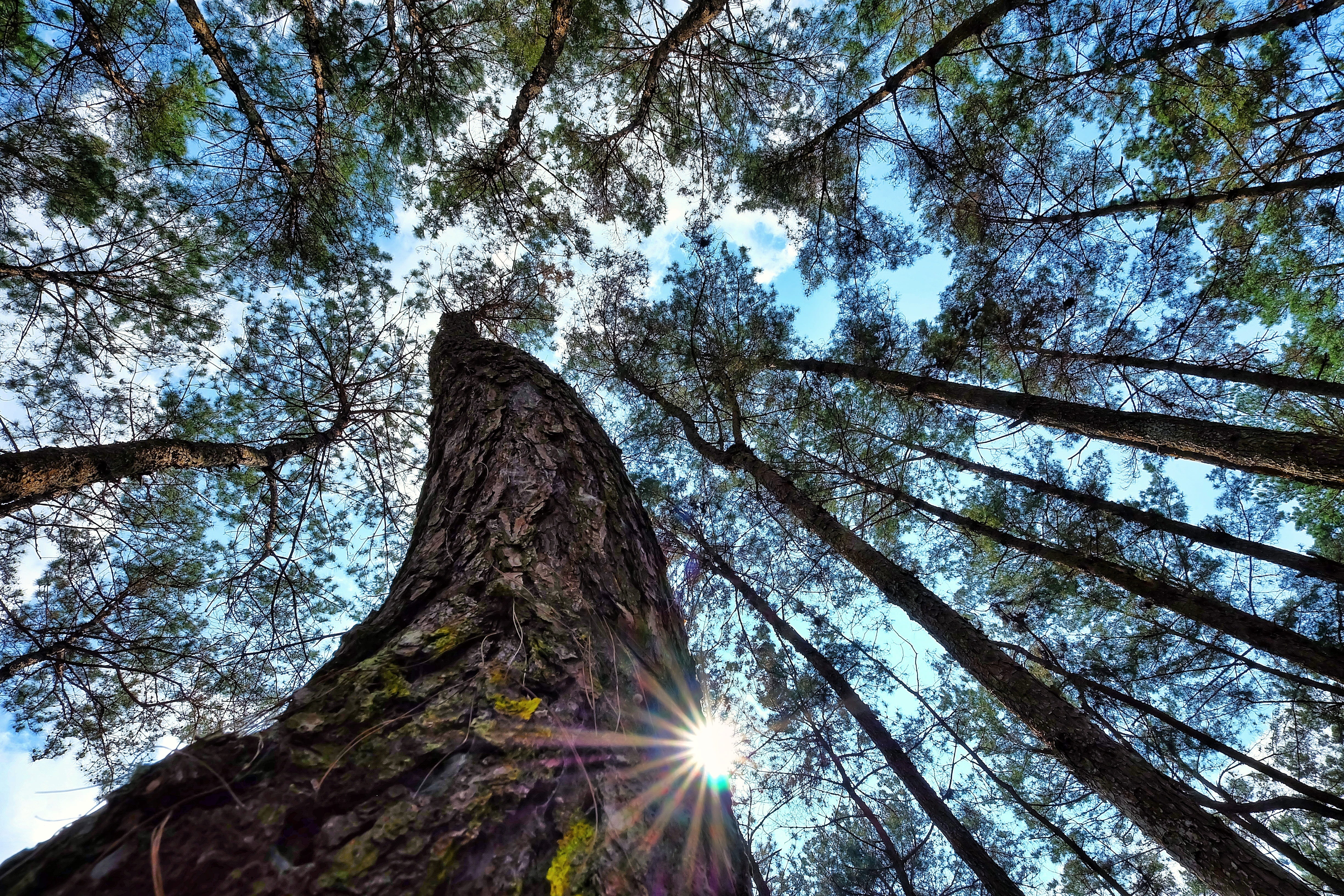 plant, light, ha giang vietnam, travel, tree canopy, lanscapes, nature, trunk, happines, day, tree, beauty in nature, low angle view, fujifilm, photography, HD Wallpaper