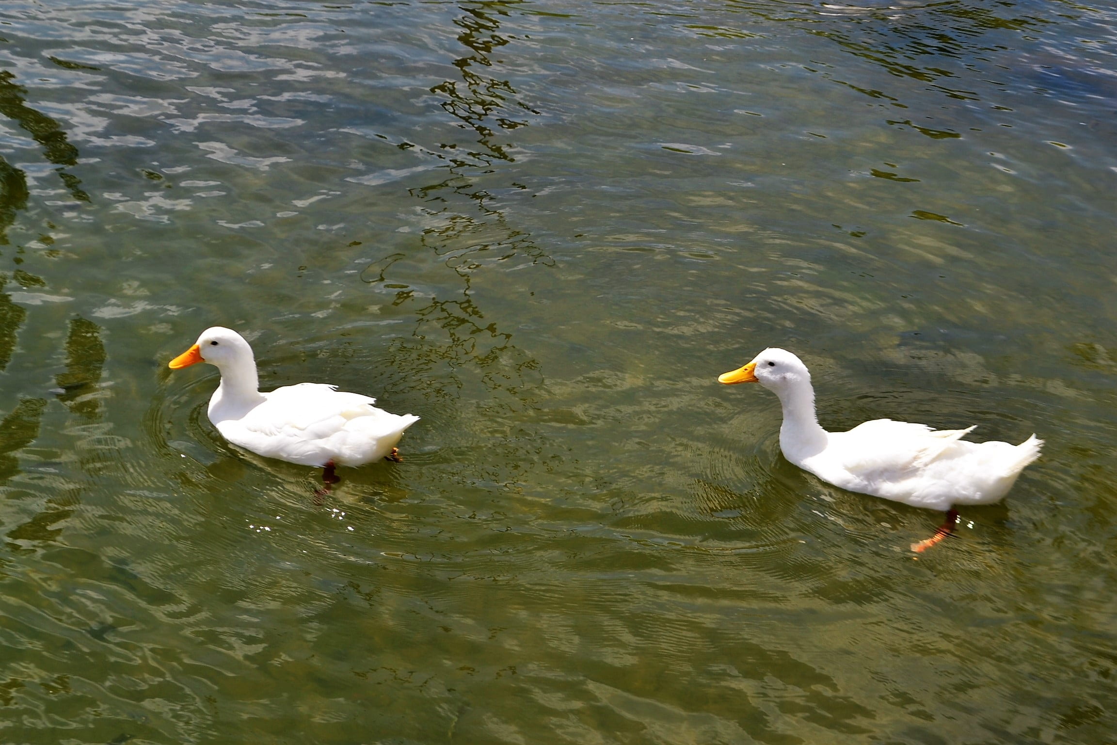 explore, waterfront, adventure, vertebrate, love, swan, discovery, animal themes, 4, animal family, ducks, animals, outdoors, pleasant, peace, river, educational, HD Wallpaper