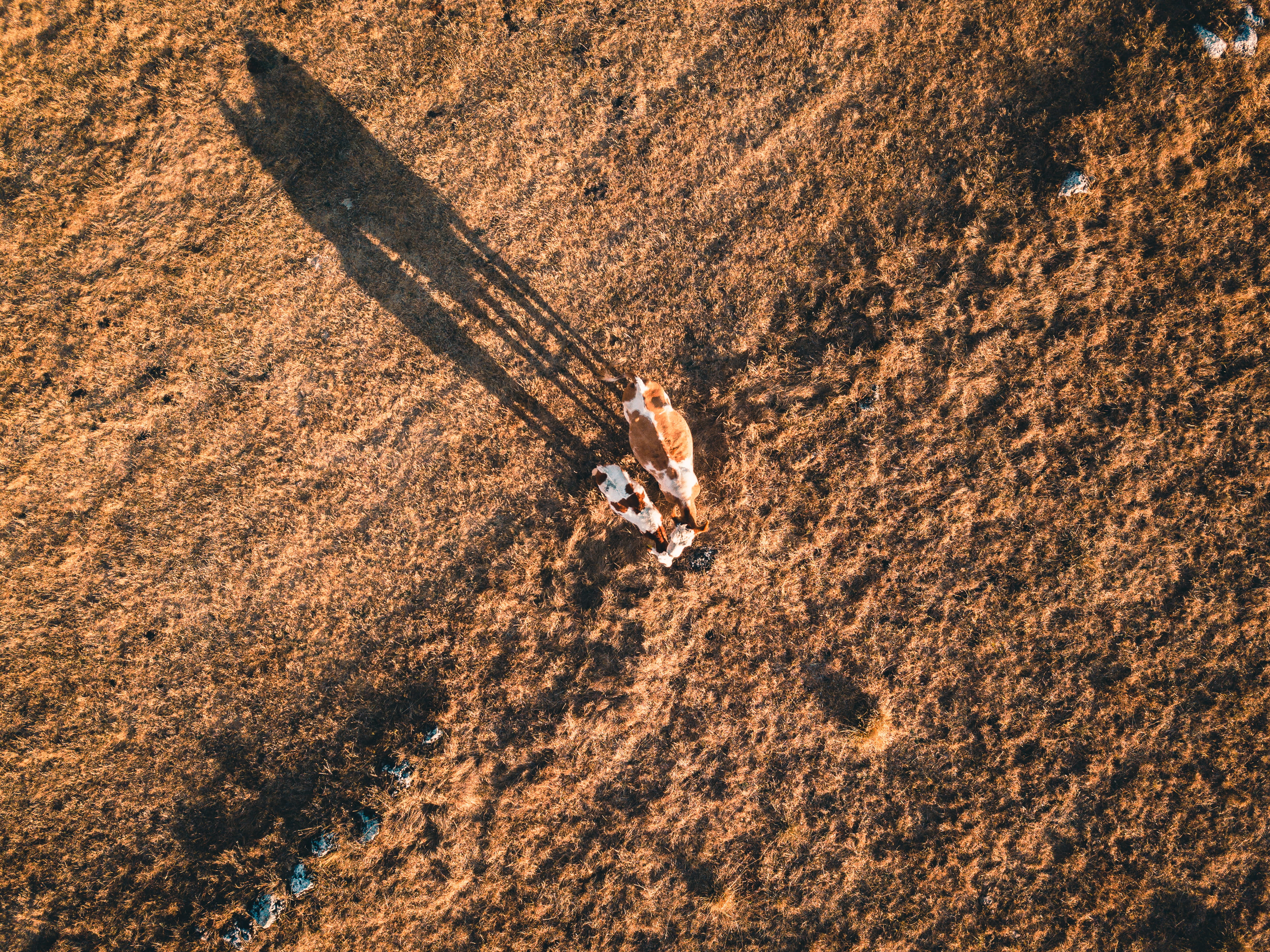men, standing, one person, farm, soil, photography, high angle view, skill, outdoors, eye, italy, grass, brown, animal, leisure activity, real people, land, HD Wallpaper