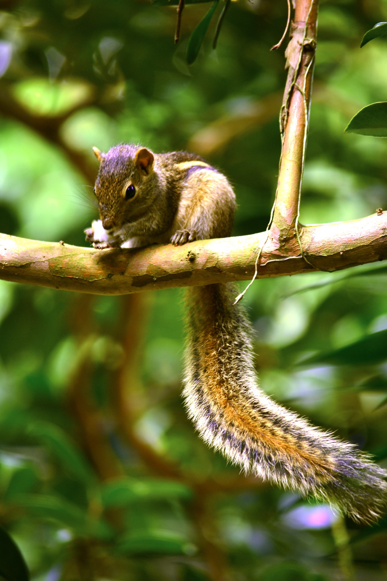 animals in the wild, mammal, 1080P, wildlife, animal wildlife, forest, one animal, monkey, vertebrate, animal, focus on foreground, plant, ceylon, branch, Phone HD Wallpaper