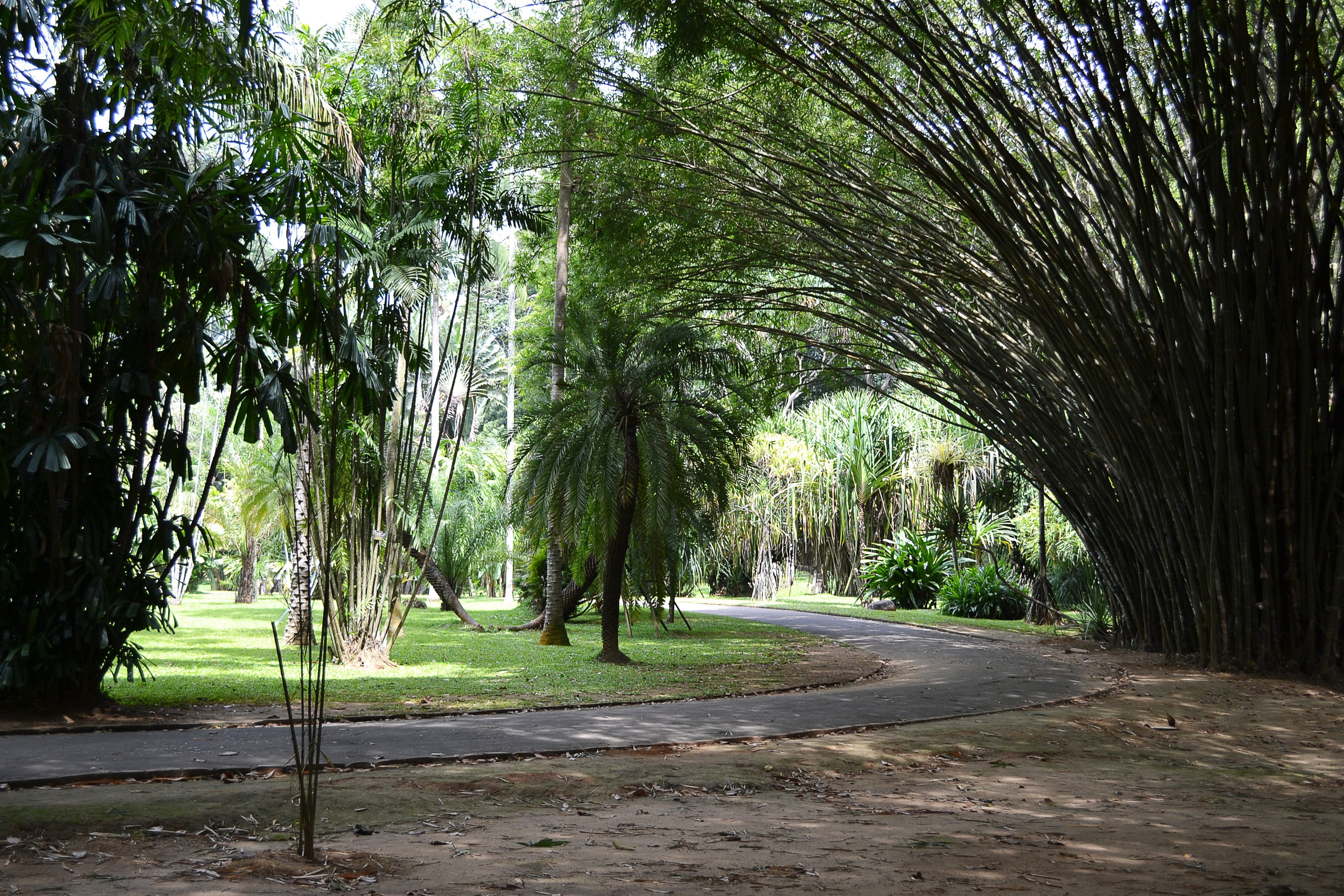 park, ceylon, road, trunk, 2K, outdoors, bamboo - plant, bamboo trees, park - man made space, land, tranquility, treelined, growth, tranquil scene, forest, HD Wallpaper