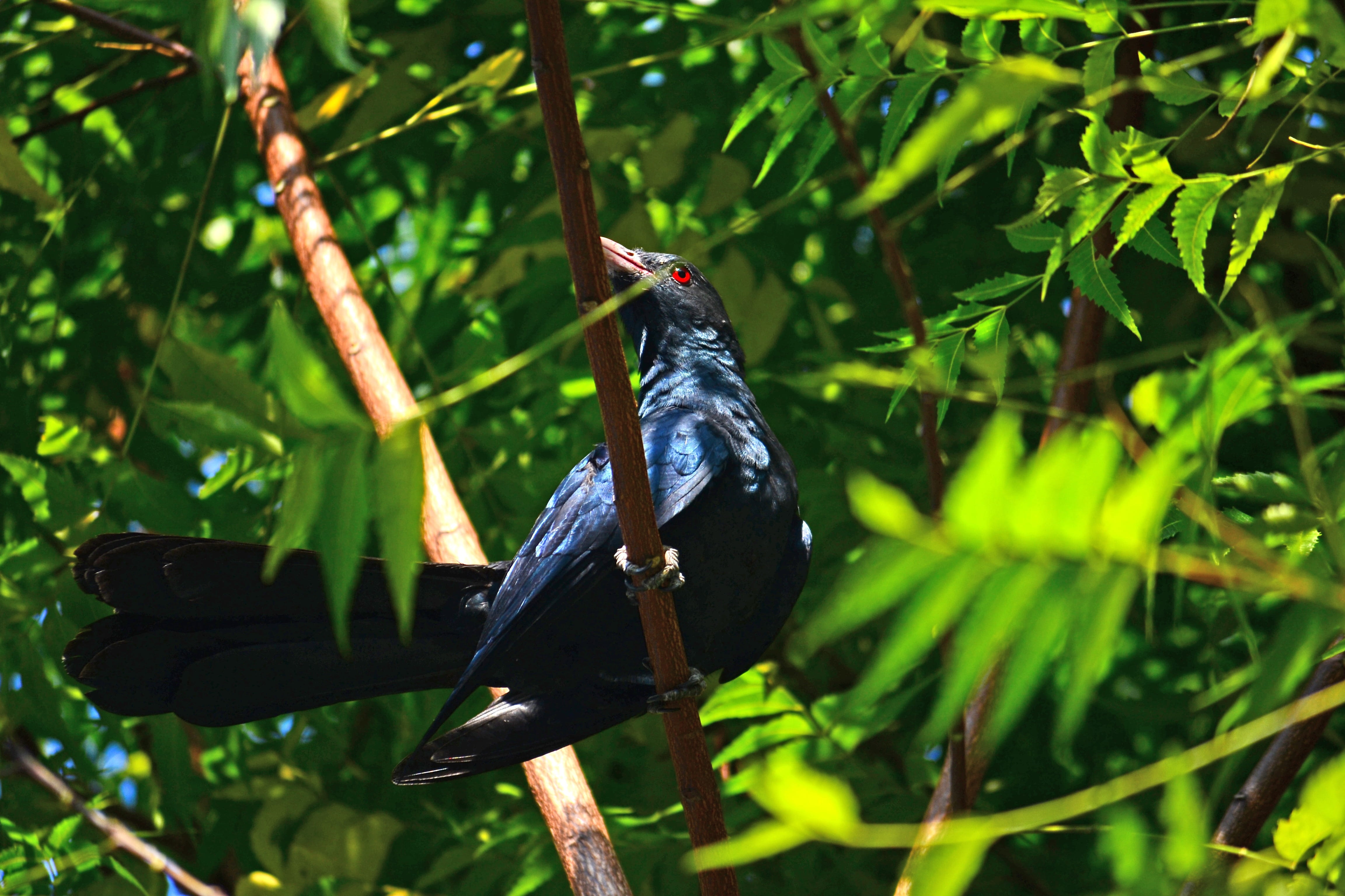 4K, green color, Koel, one animal, mawanella, Male, animal wildlife, growth, Bird, animal, ceylon, animal themes, male koel, perching, koel bird, tree, HD Wallpaper