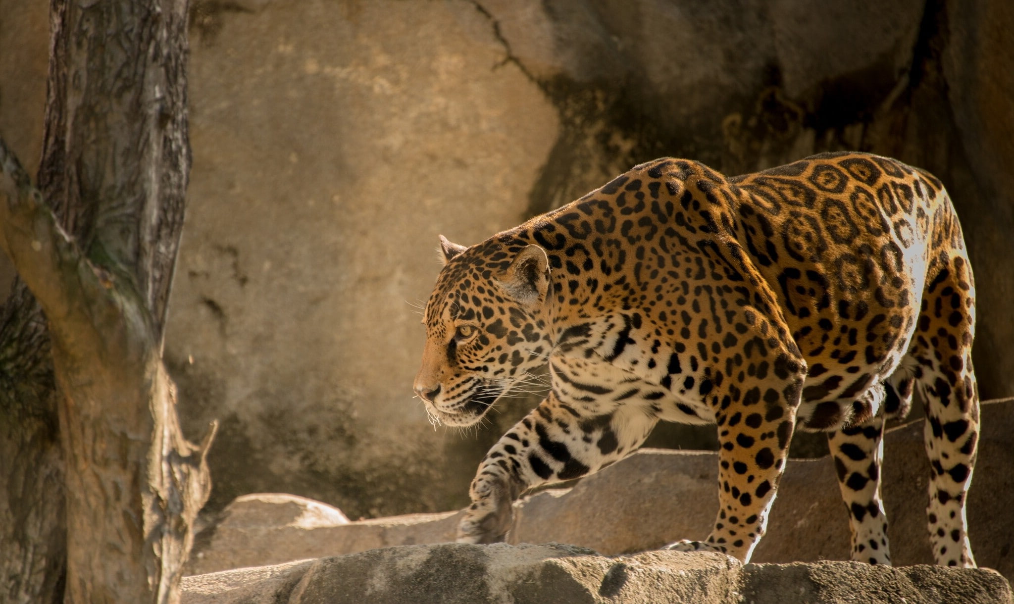 Cat, cheetah, 1080P, predator, animal, jaguar, HD Wallpaper