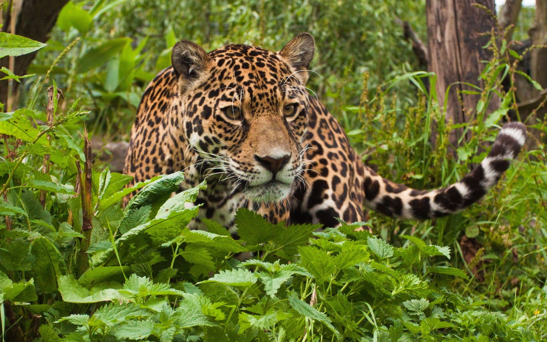 nature, 1080P, jaguar, animal, leopard, plants, HD Wallpaper