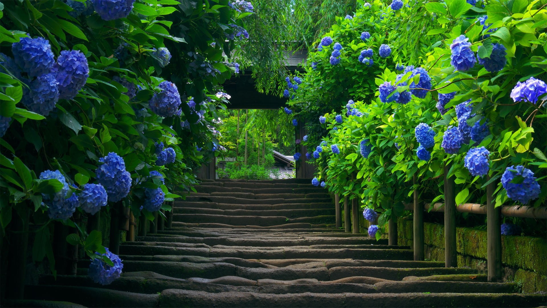 steps, hd, stairs, flowers, 1080P, nature, HD Wallpaper