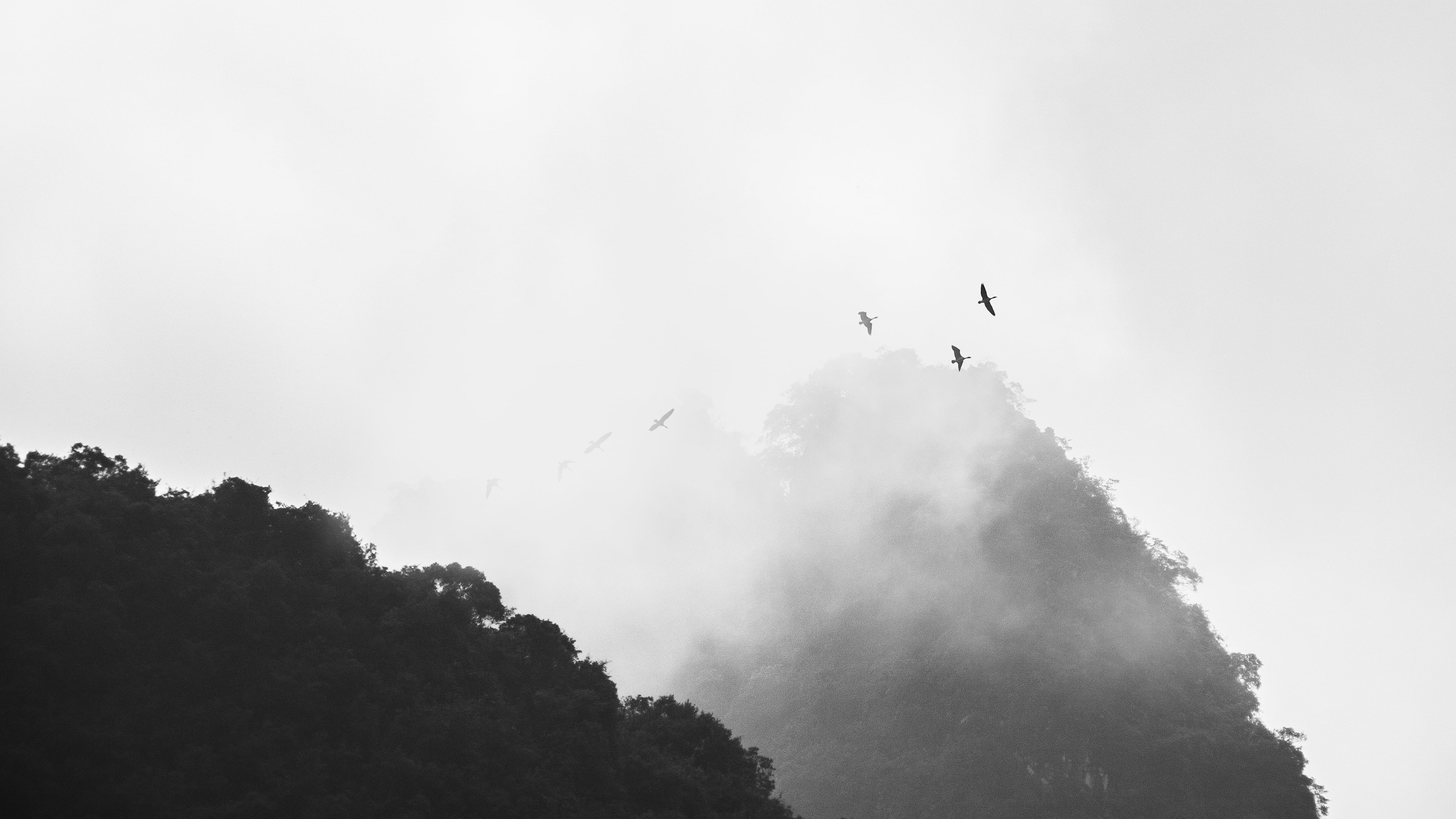 mid-air, birds, fog, outdoors, animal, transportation, air vehicle, low angle view, plant, day, moutains, silhouette, animal wildlife, 4K, flying, tree, HD Wallpaper