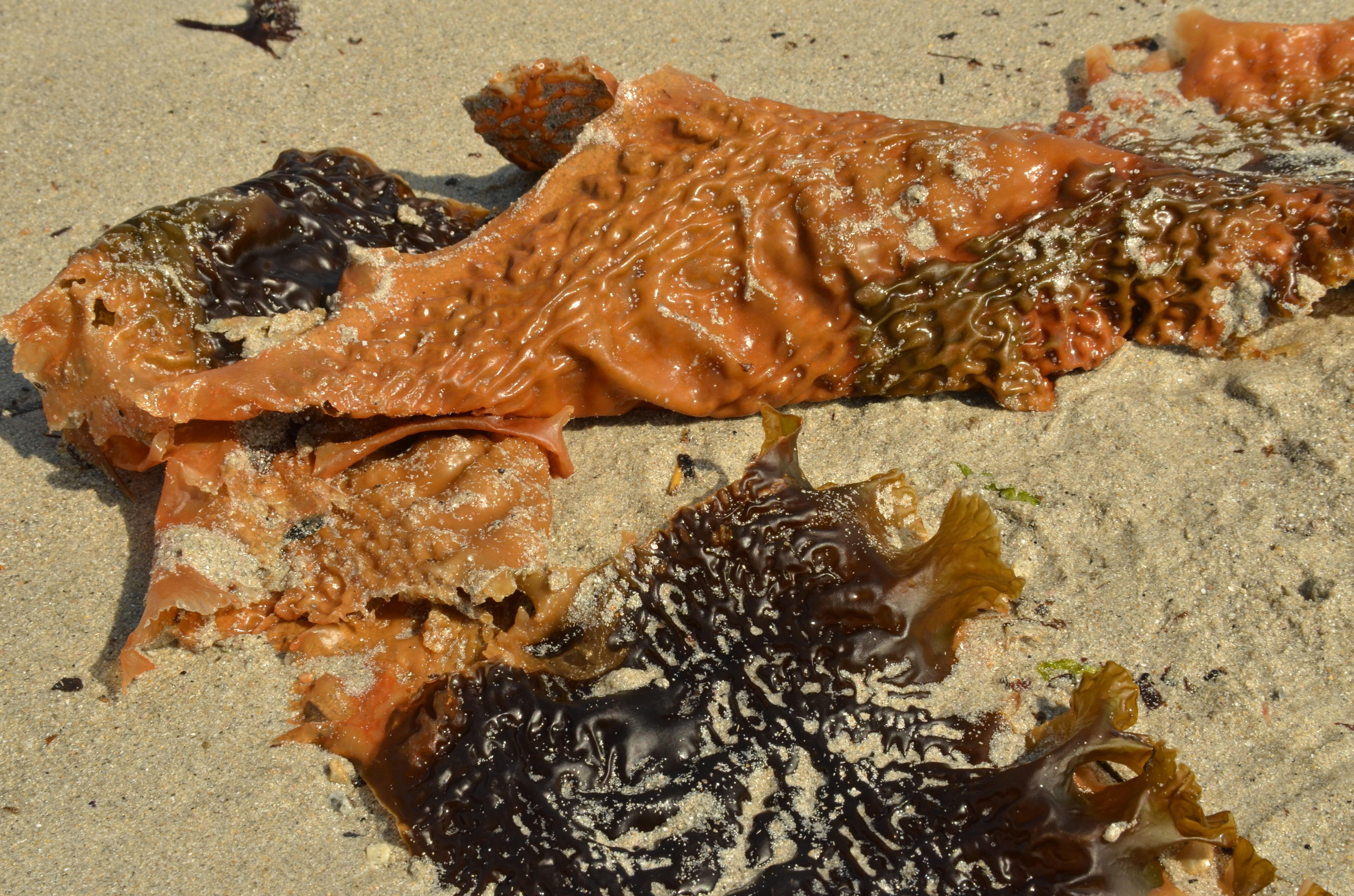group of animals, seaweed, animal themes, seafood, ocean, wellbeing, indoors, land, wash up, food, fish, still life, close-up, animal wildlife, day, erratic, HD Wallpaper