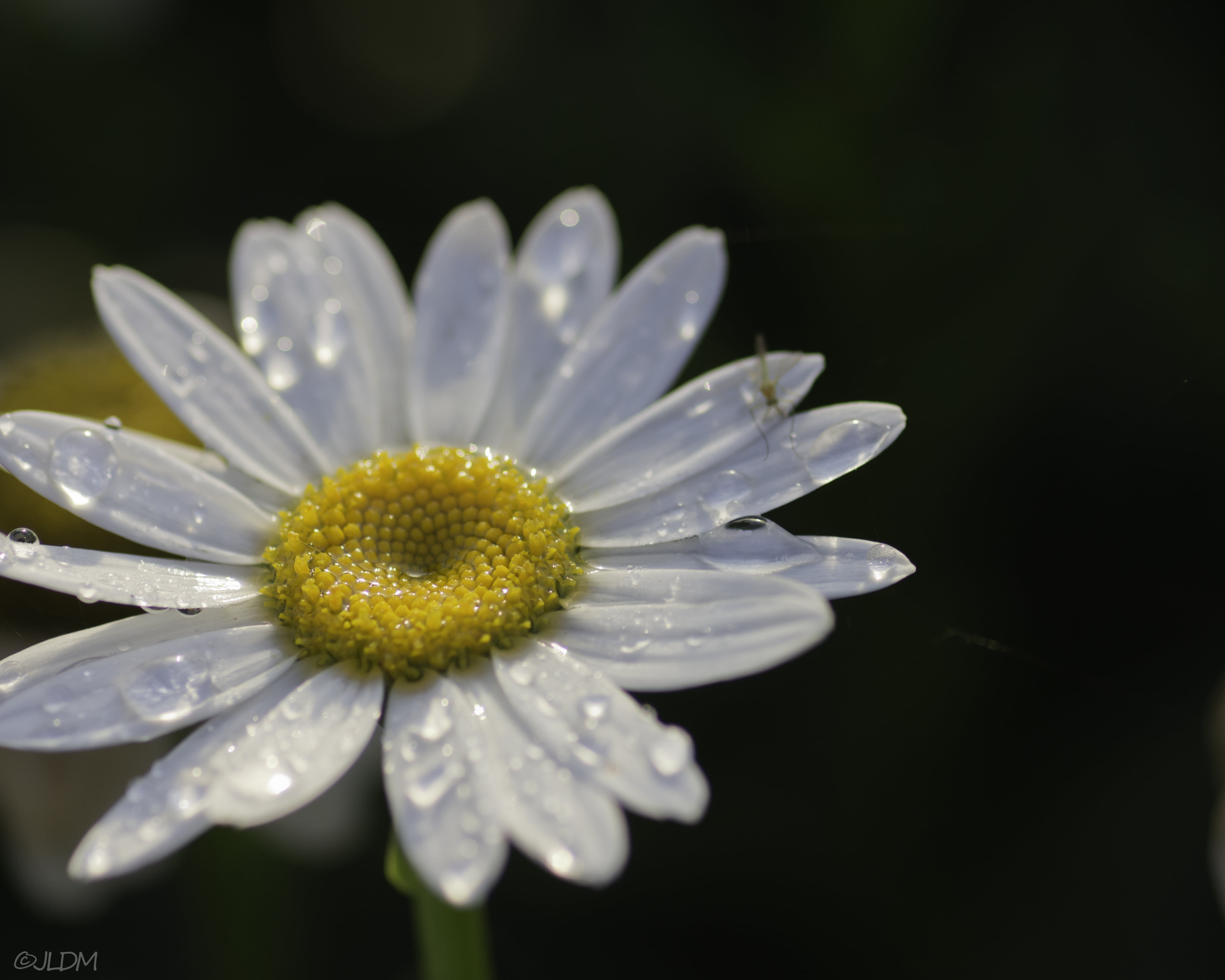 Tokina, 4K, close-up, photography, Flower, close, Nikon  D7200, Plant, petal, summer, bellis, nature, Water drop, Daisy, HD Wallpaper