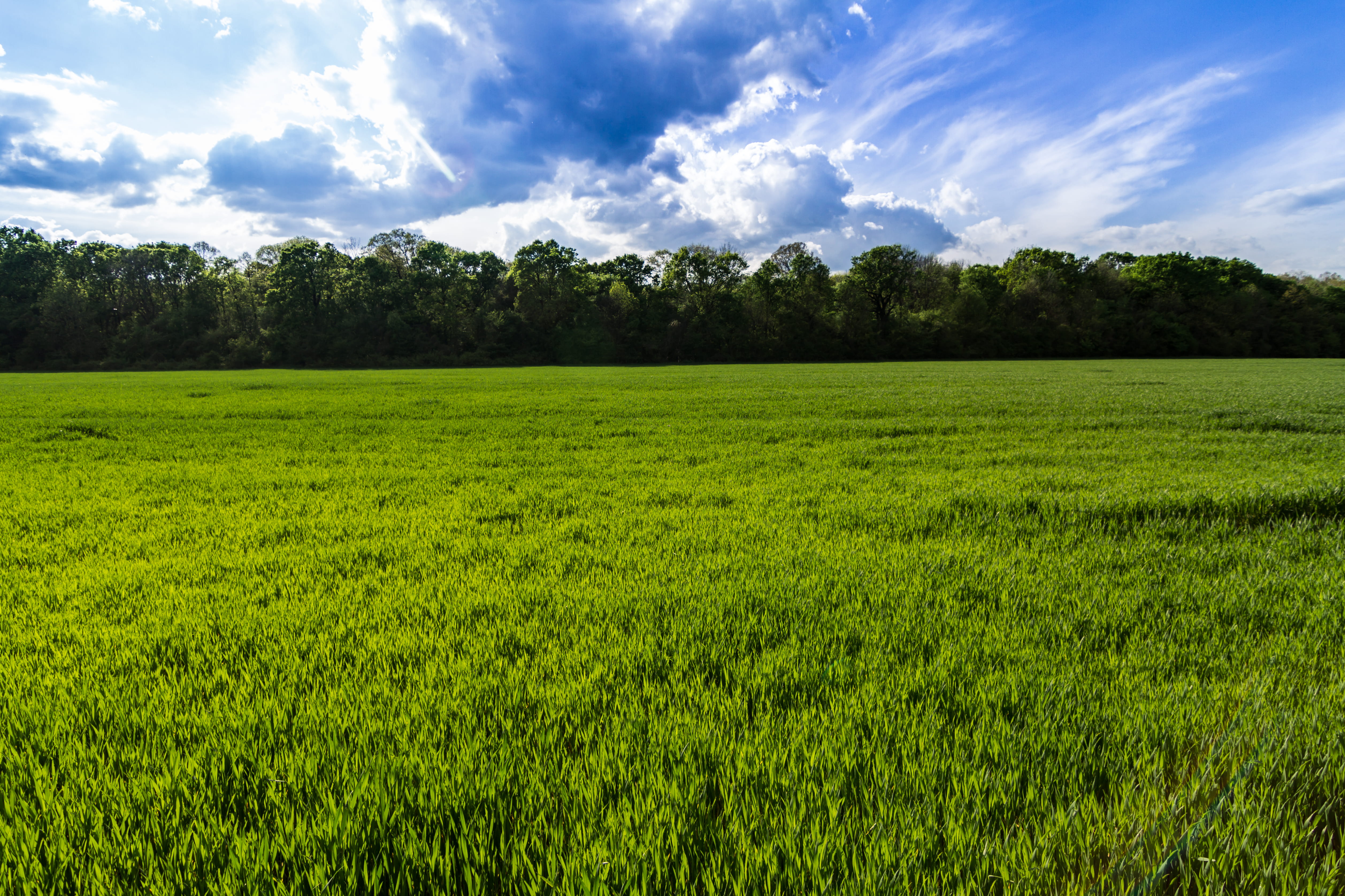 beauty in nature, forest, agriculture, lumber, 4K, blue, plant, adventure, wood, scenics - nature, rural, green color, outdoors, tranquil scene, trees, HD Wallpaper