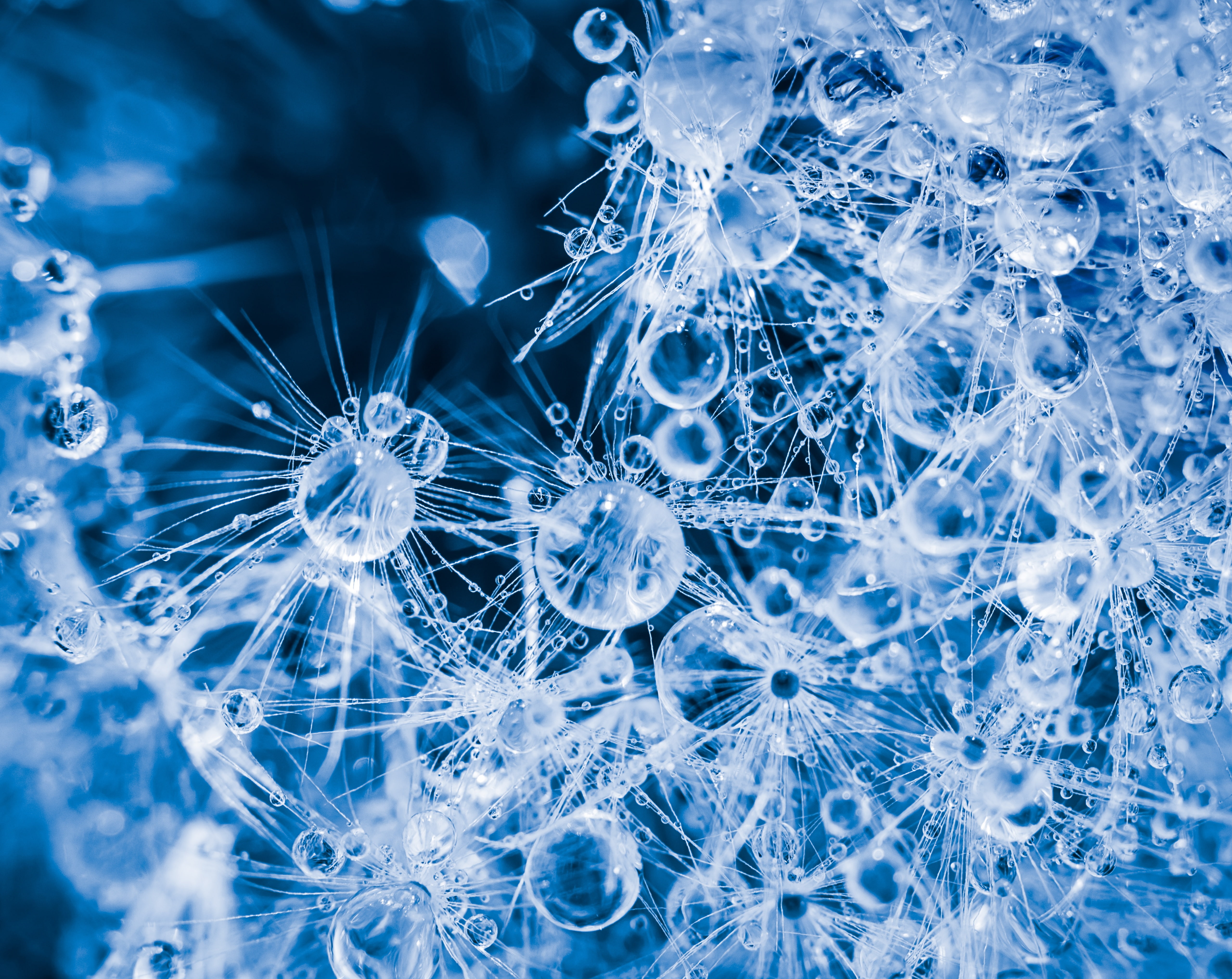winter, Macro, dslr, ice, tokina100mmf28atxprod, d800, 100mmf28, Drops, droplets, close-up, science, softness, Head, fragility, nikon, extreme close-up, HD Wallpaper