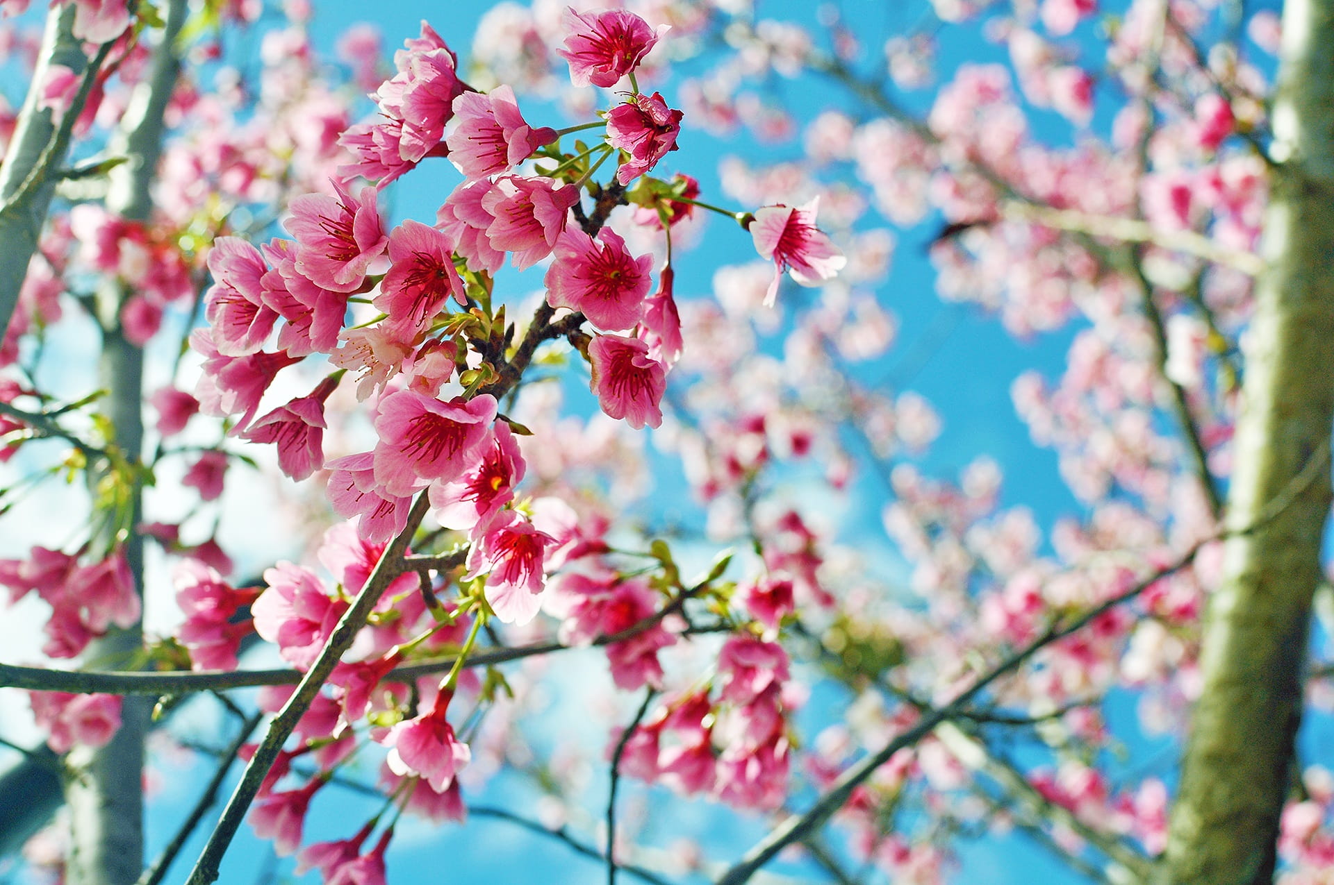 outdoors, twig, flower head, nature, no people, landscape, cherry blossom, 1080P, vulnerability, natural, flowers, petal, Pink, Flower, branch, beauty in nature, HD Wallpaper