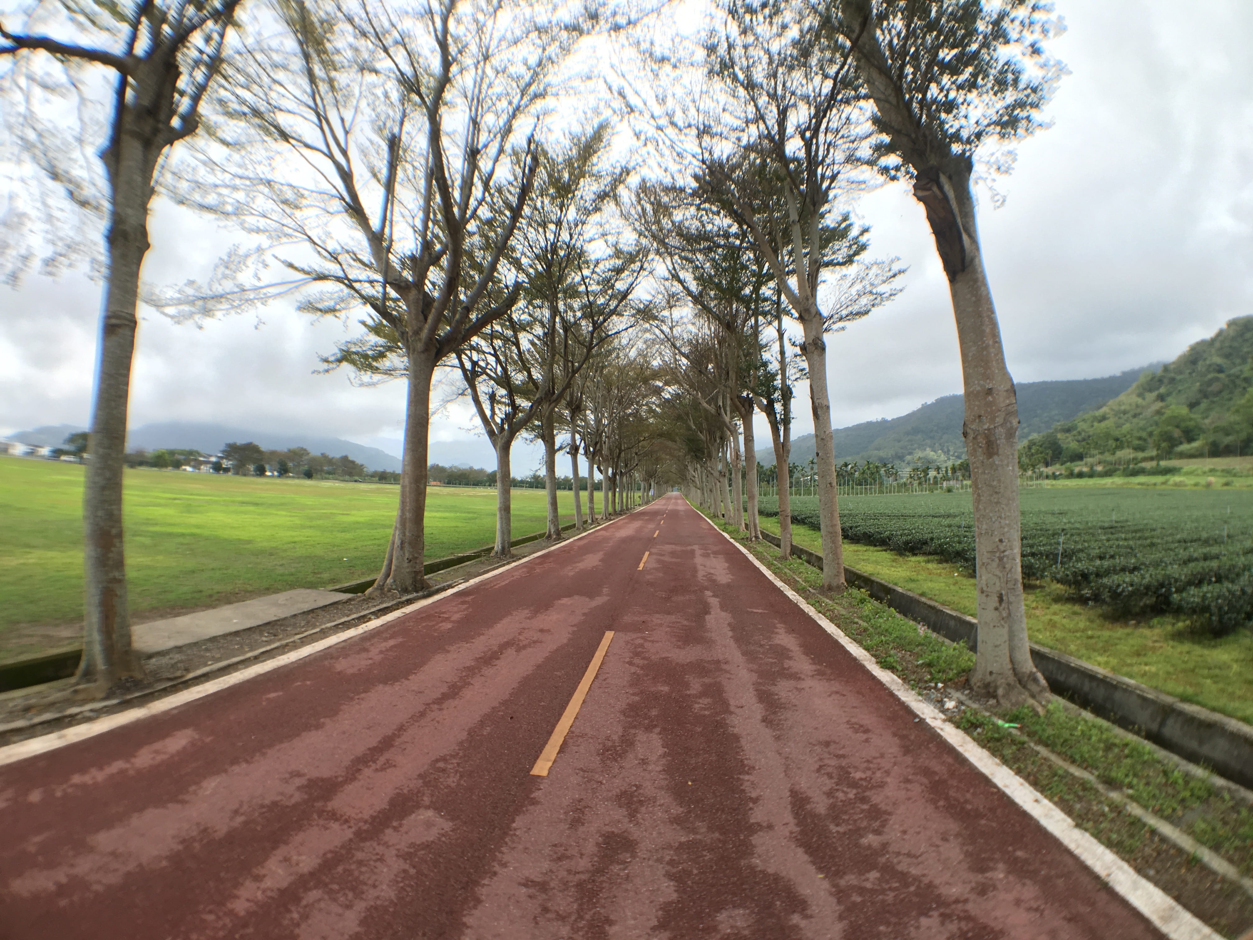 scenics - nature, tree, trees, the way forward, vanishing point, treelined, 4K, tranquil scene, beauty in nature, day, taitung, dividing line, direction, HD Wallpaper