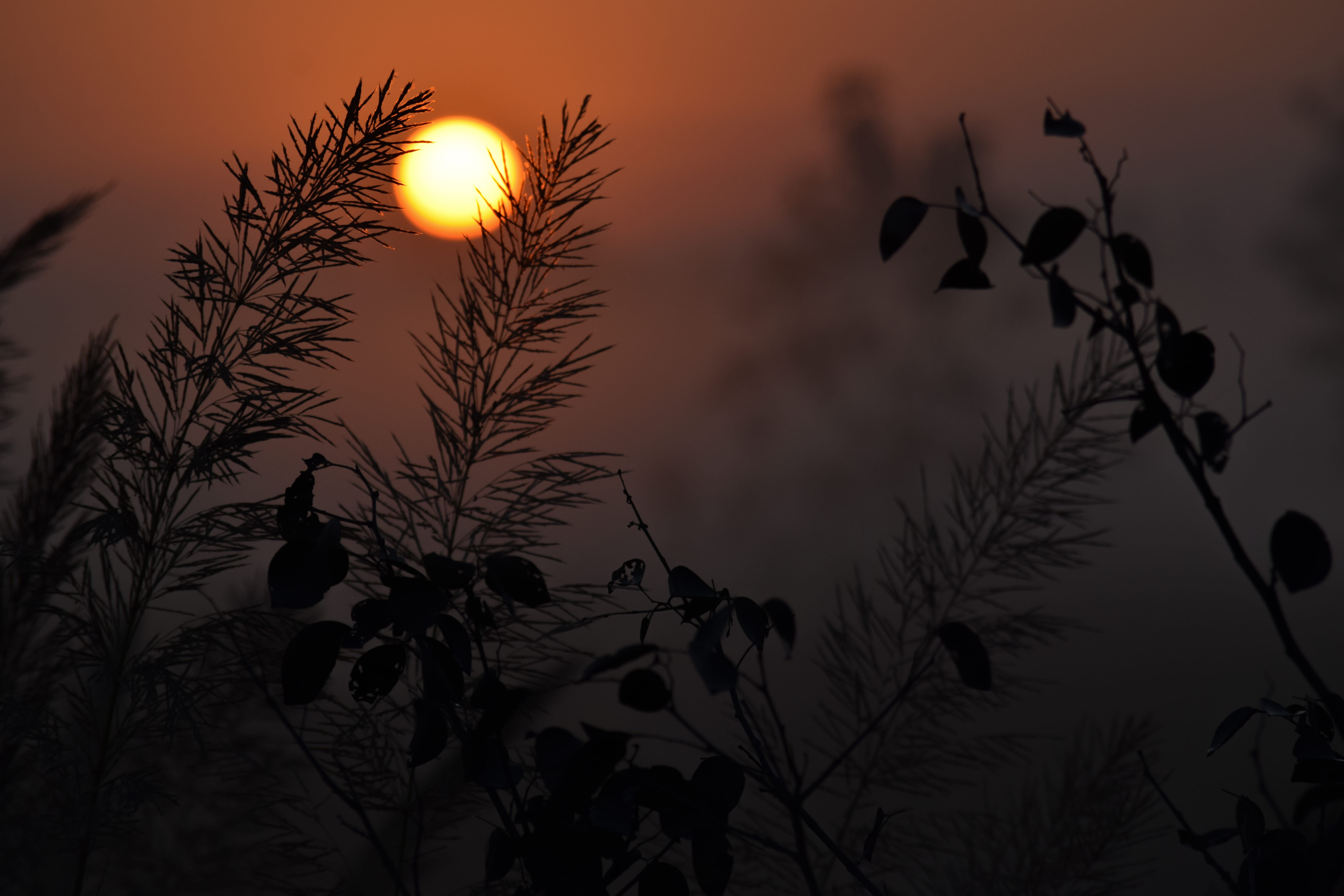 nature, no people, silhouette, outdoors, trees, 5K, cloud - sky, nainital, orange color, low angle view, dark, growth, sunset view, plant, dusk, beauty in nature, HD Wallpaper