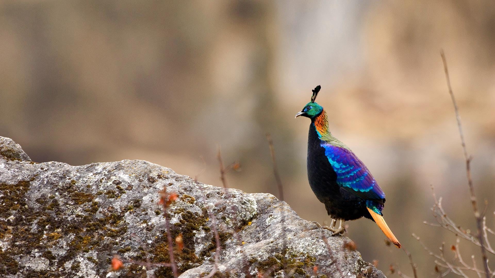 one animal, male animal, bird, day, perching, animal, animal wildlife, close-up, multi colored, blue, sagarmāthā, national park, animals in the wild, nature, HD Wallpaper