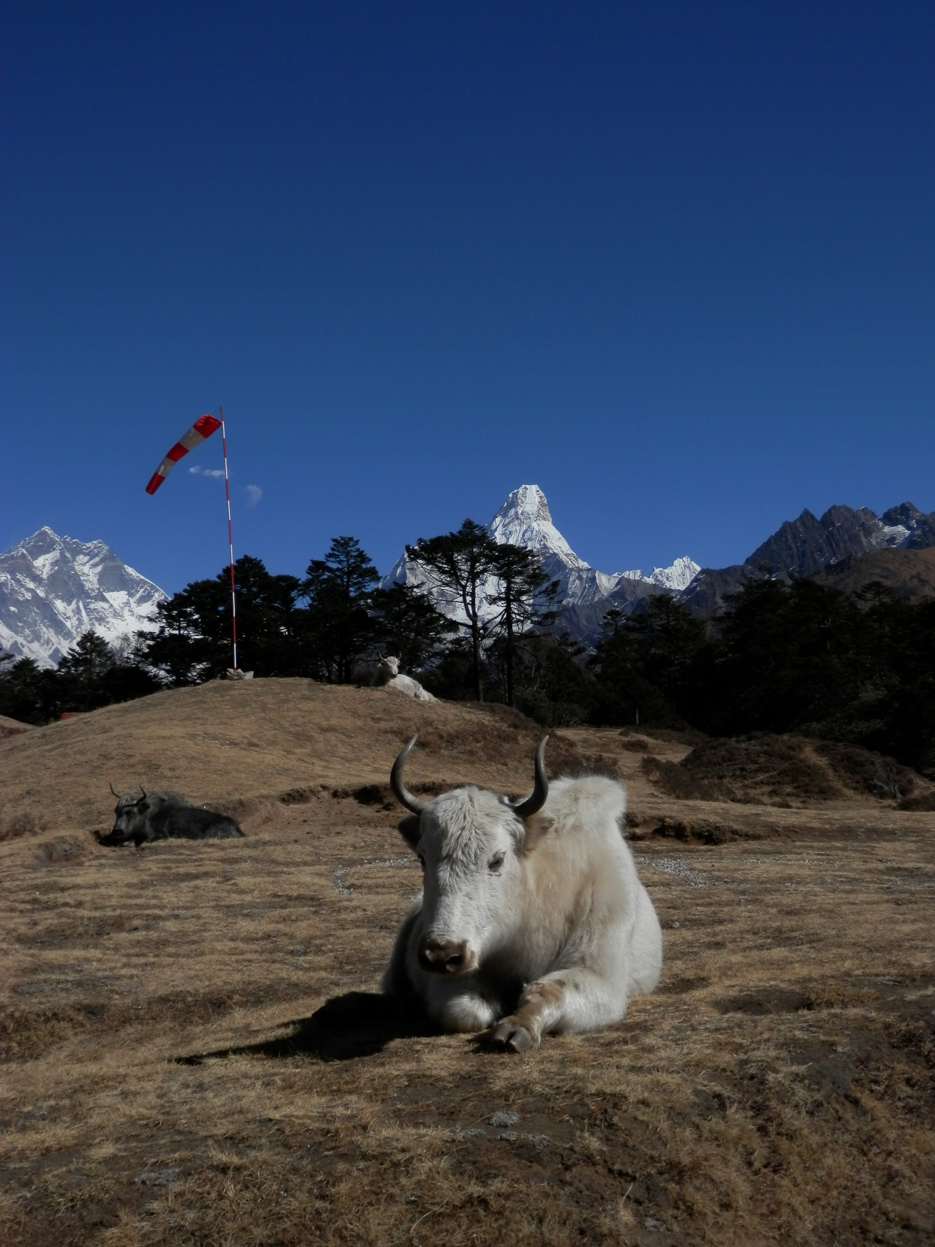 clear sky, mountain, livestock, environment, nature, mountain range, vertebrate, domestic, blue, landscape, nepal, lhotse, animal, scenics - nature, domestic animals, Phone HD Wallpaper