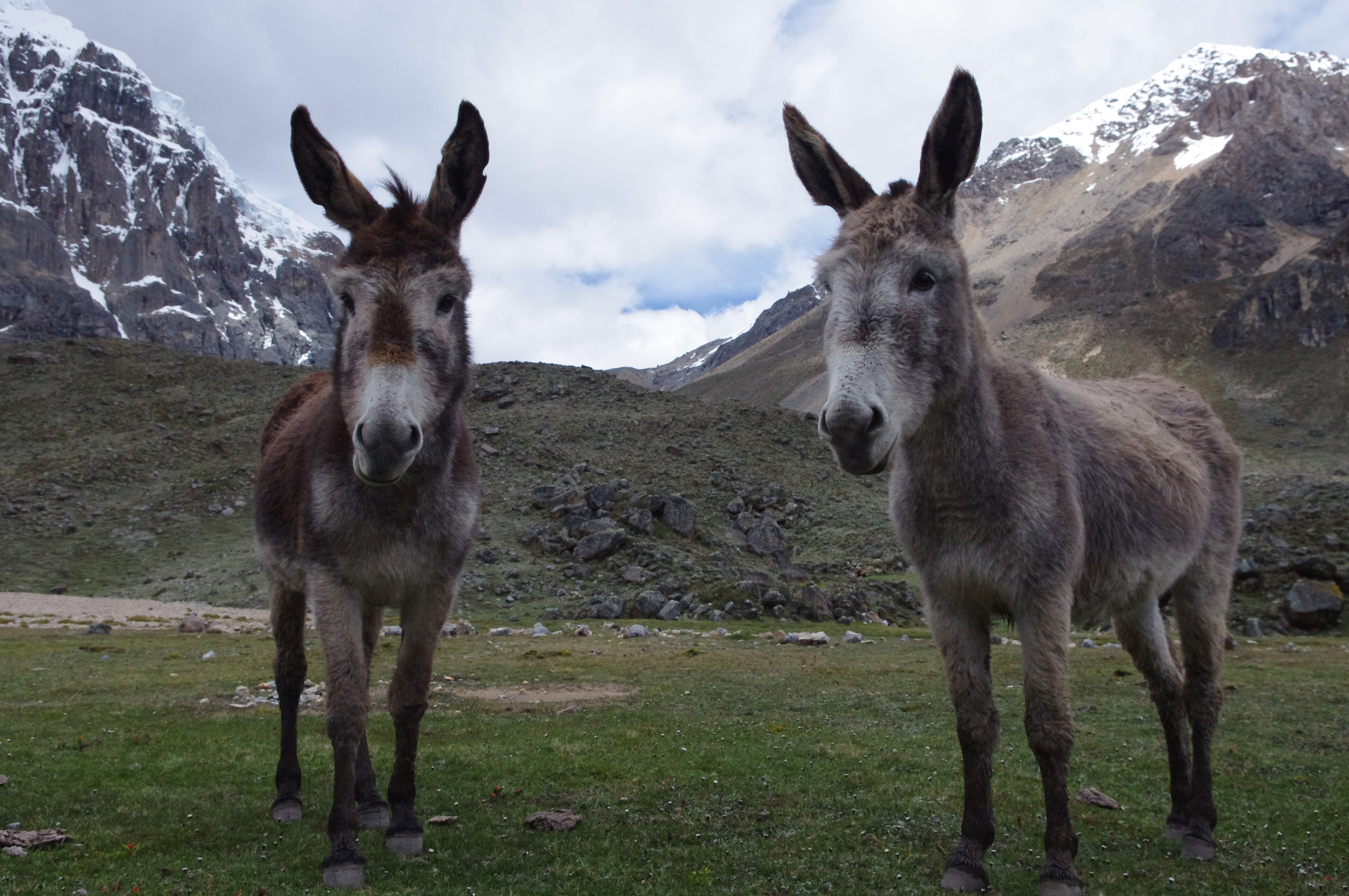 rock, hiking, horse, day, herbivorous, peruvian, nature, adventure, livestock, landscape, cordillera, working animal, mammal, standing, hiker, travel, andes, HD Wallpaper