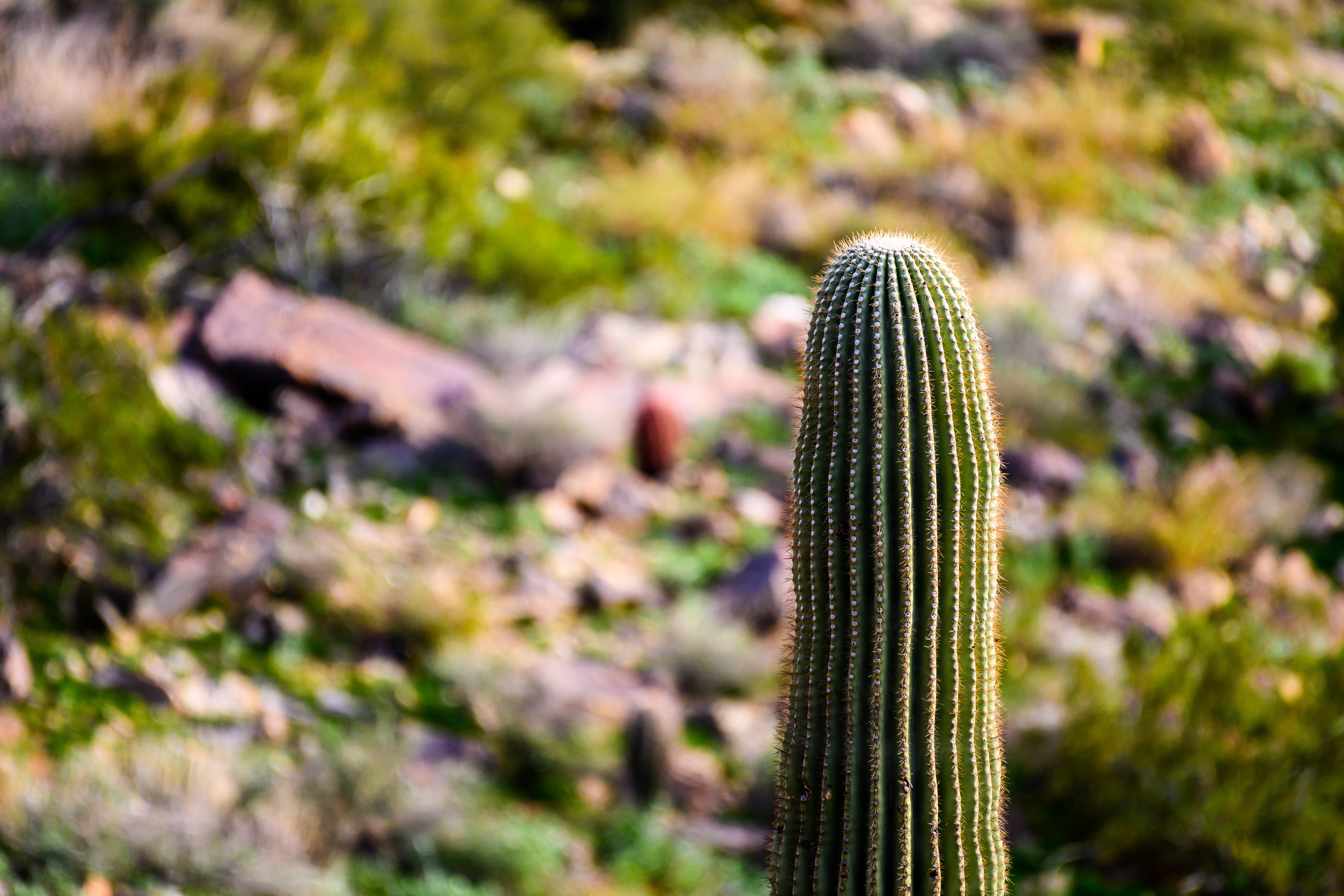 6837 n lost dutchman rd, ground, bird, green, 8K, united states, buzzard, tranquility, selective focus, bush, arid climate, couch, outdoors, cricket insect, HD Wallpaper