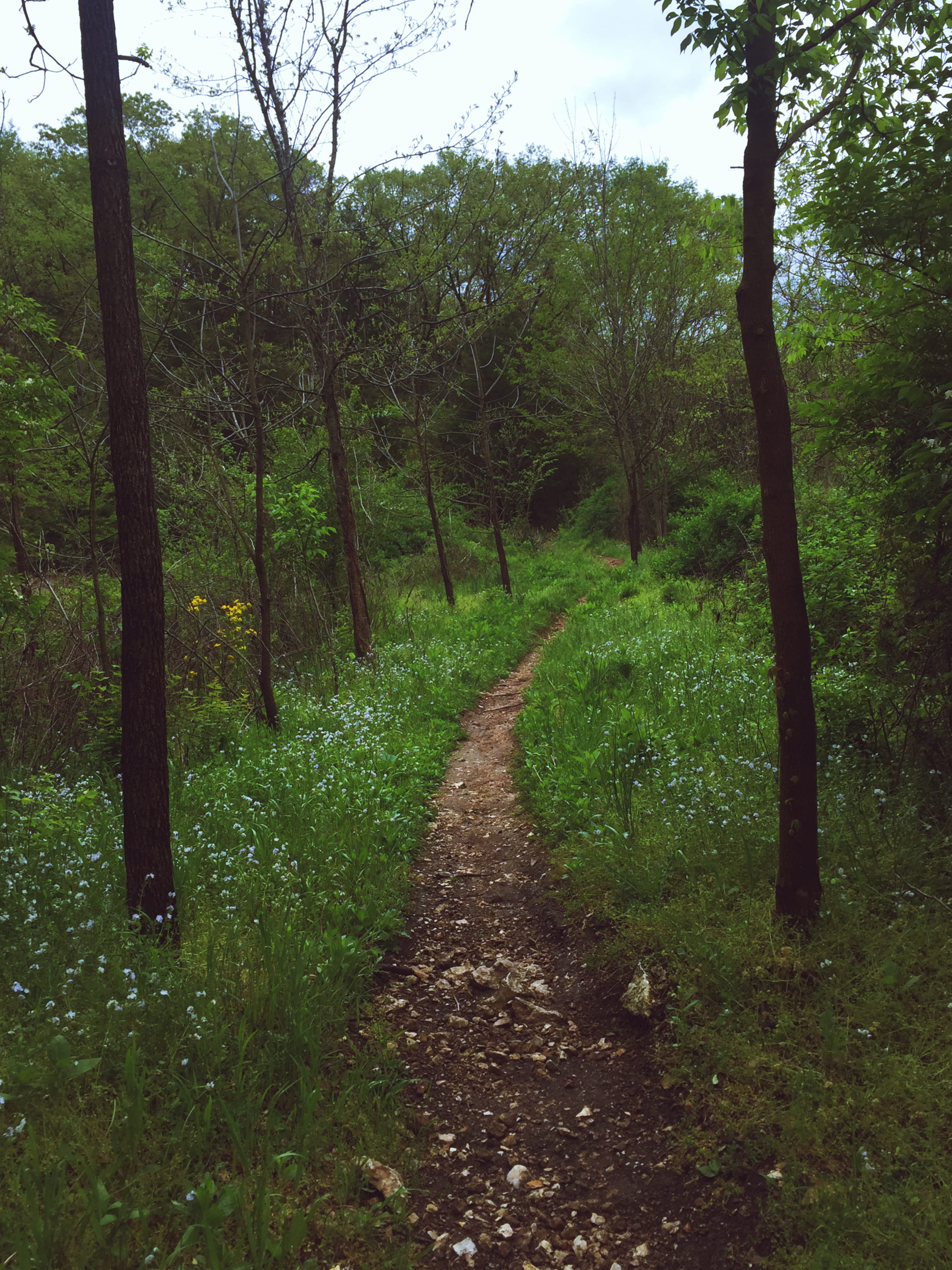 plant, nature, 2K, forest, lost valley trail, valley, grass, non-urban scene, land, footpath, growth, the way forward, no people, tranquil scene, trees, Phone HD Wallpaper